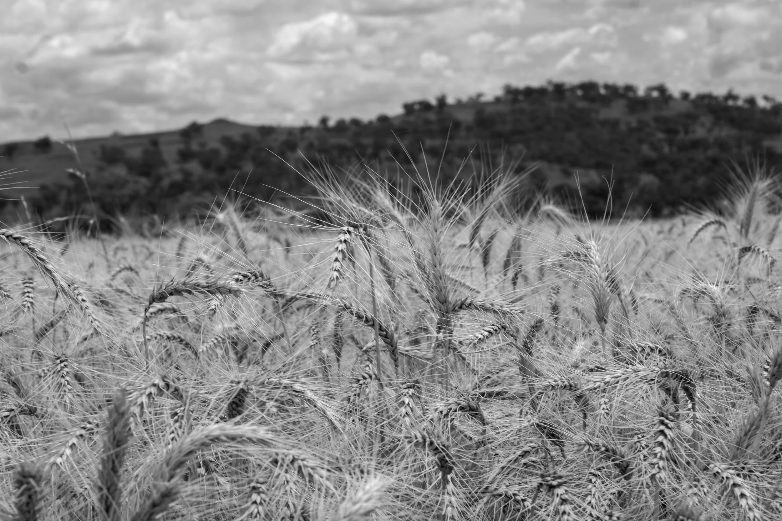 A black and white photograph of a wheat field with a hill and cloudy sky in the background.