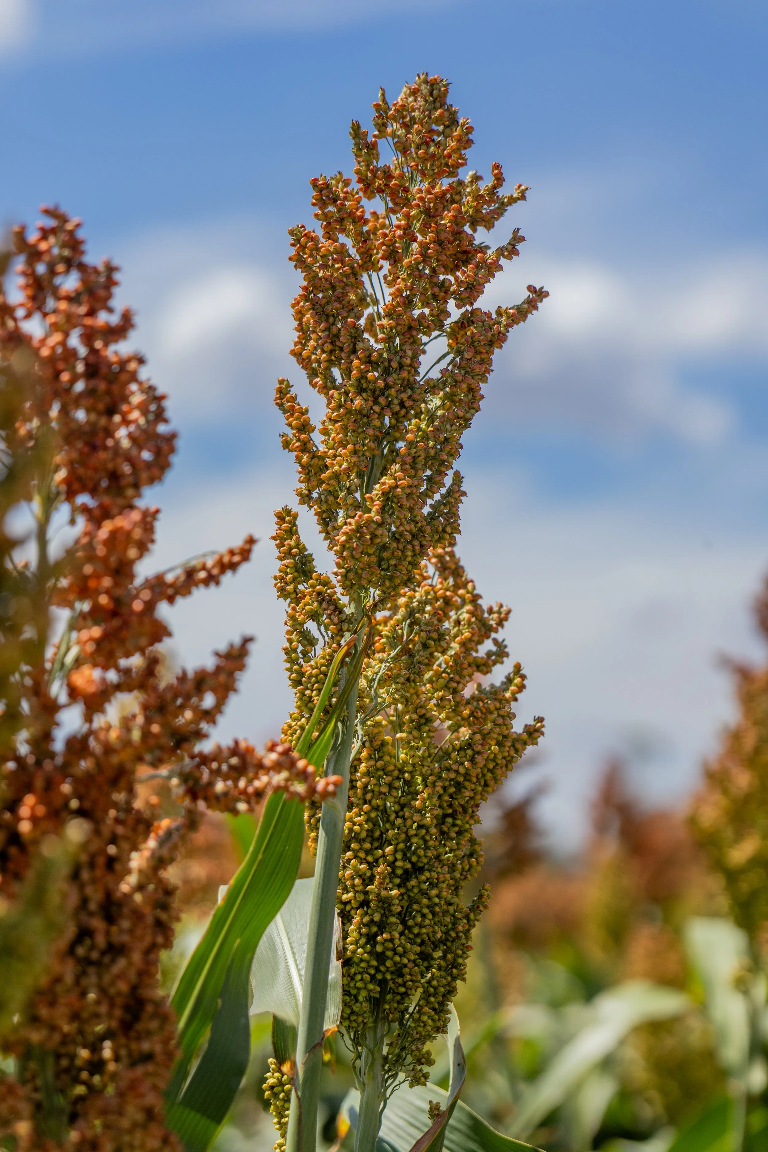 sorghum-02.jpg