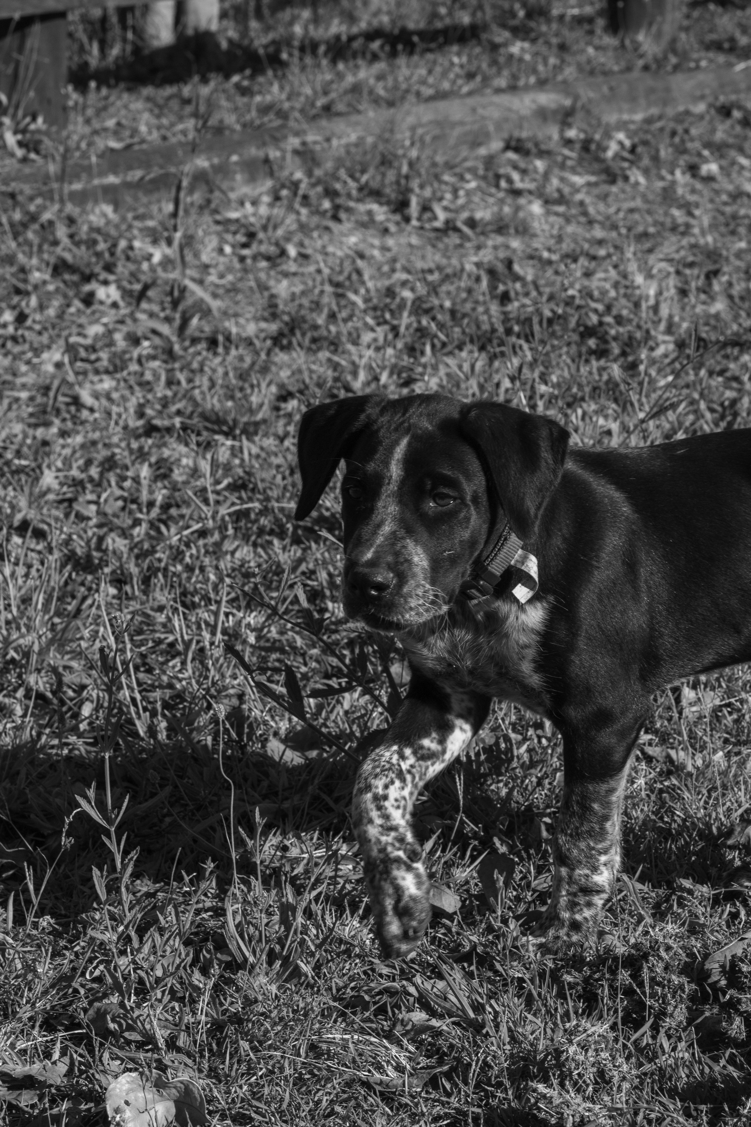 A black and white photo of a puppy with a black coat and white speckled paws, standing outdoors on a grassy area.
