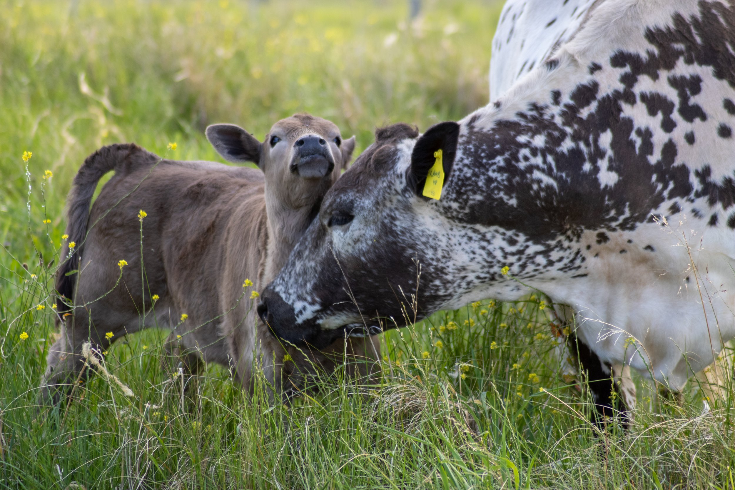 A calf and a Dalmatian cow standing in green grass field with yellow flowers, close to each other.