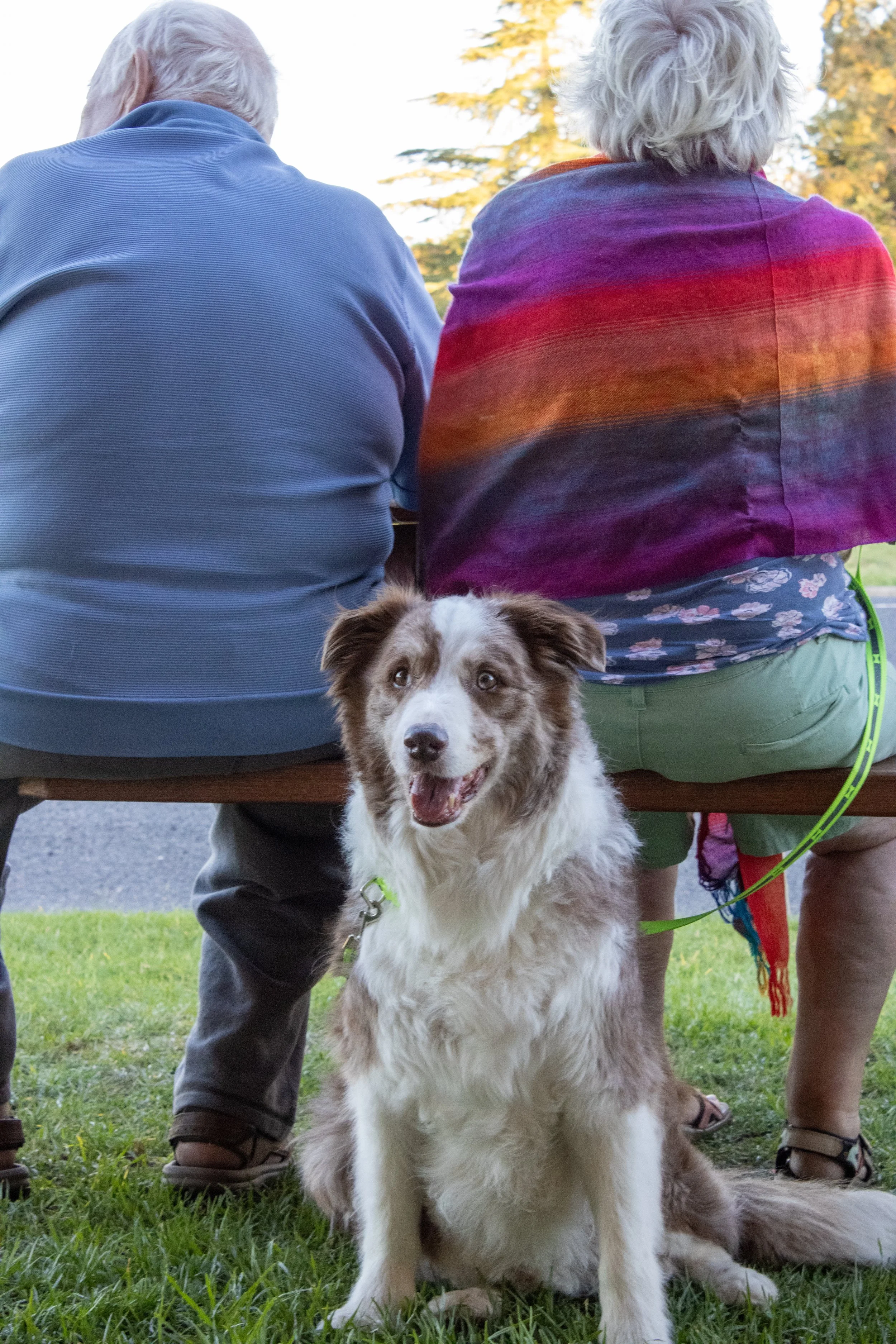 A happy young Australian Shepherd dog sitting on grass, looking at the camera with an open mouth, in front of two older people seated outdoors, with their backs to the camera, during sunset or late afternoon.