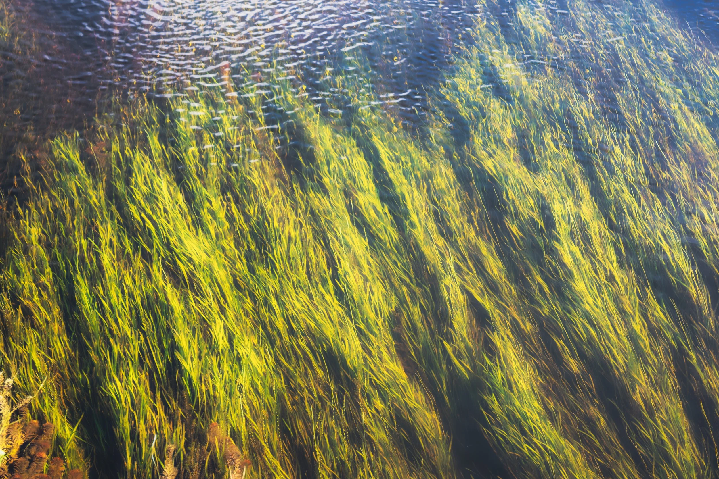 TapeGrass.jpeg