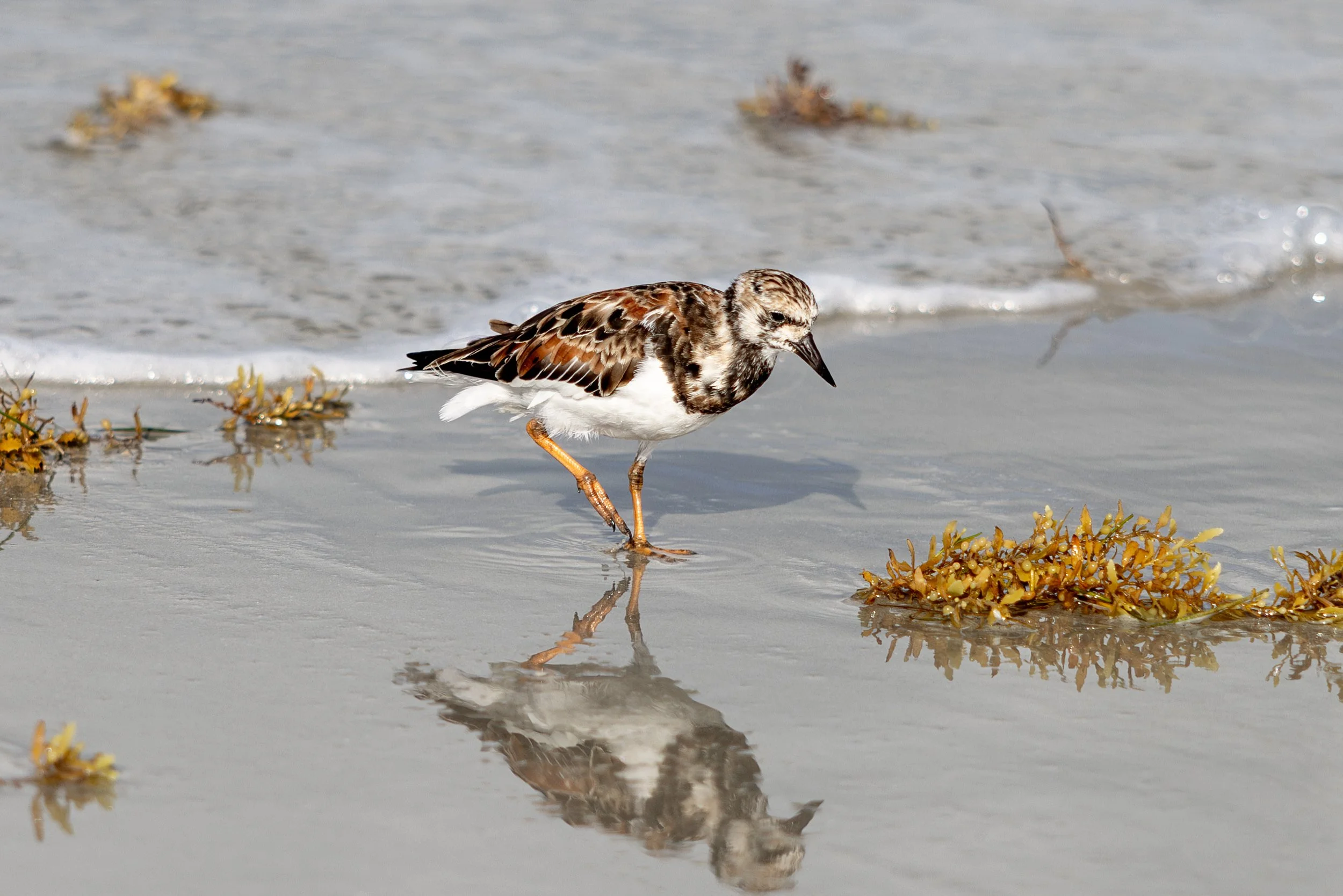 ruddy_turnstone.jpg