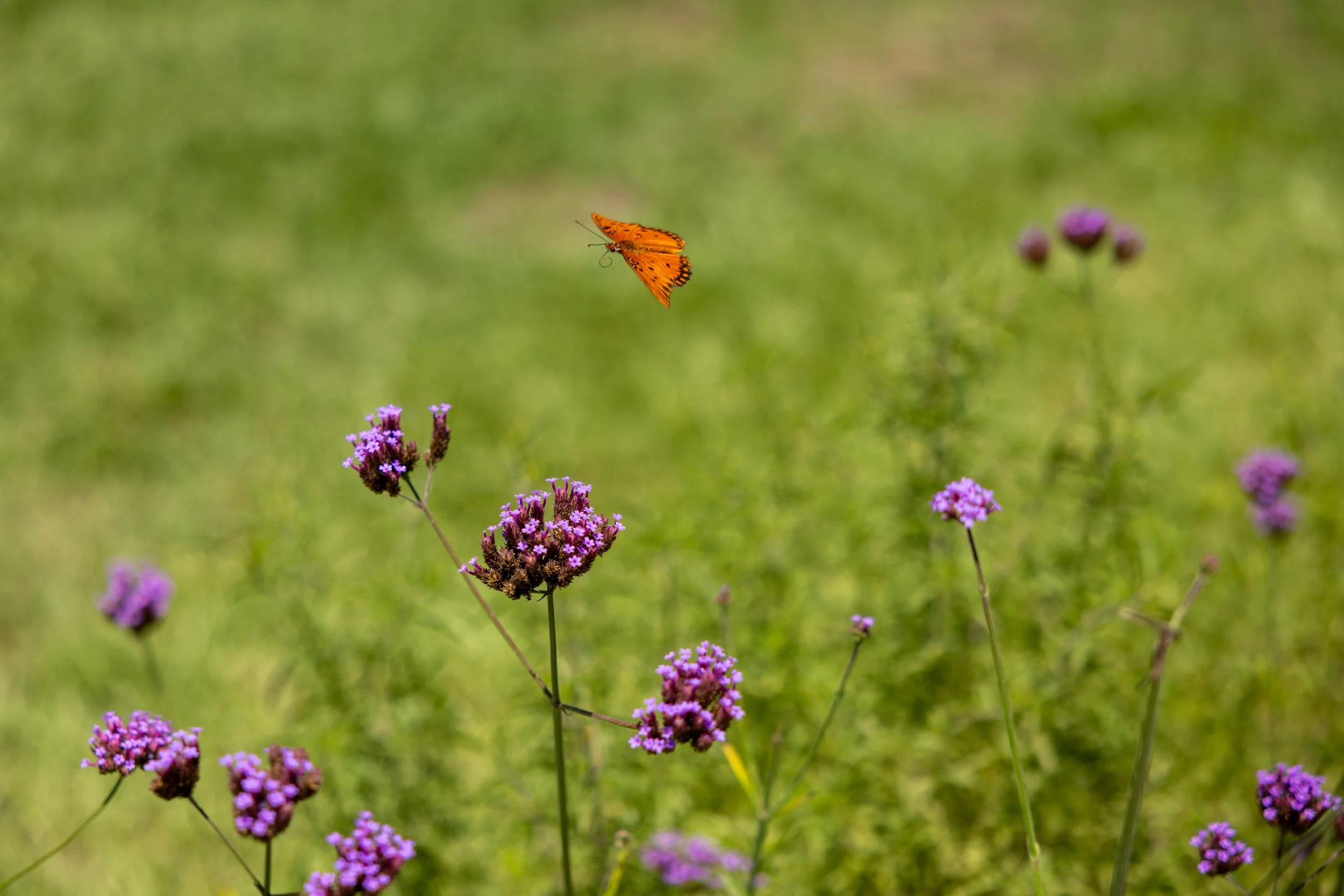 book_tower_gardens_2026-11.jpg