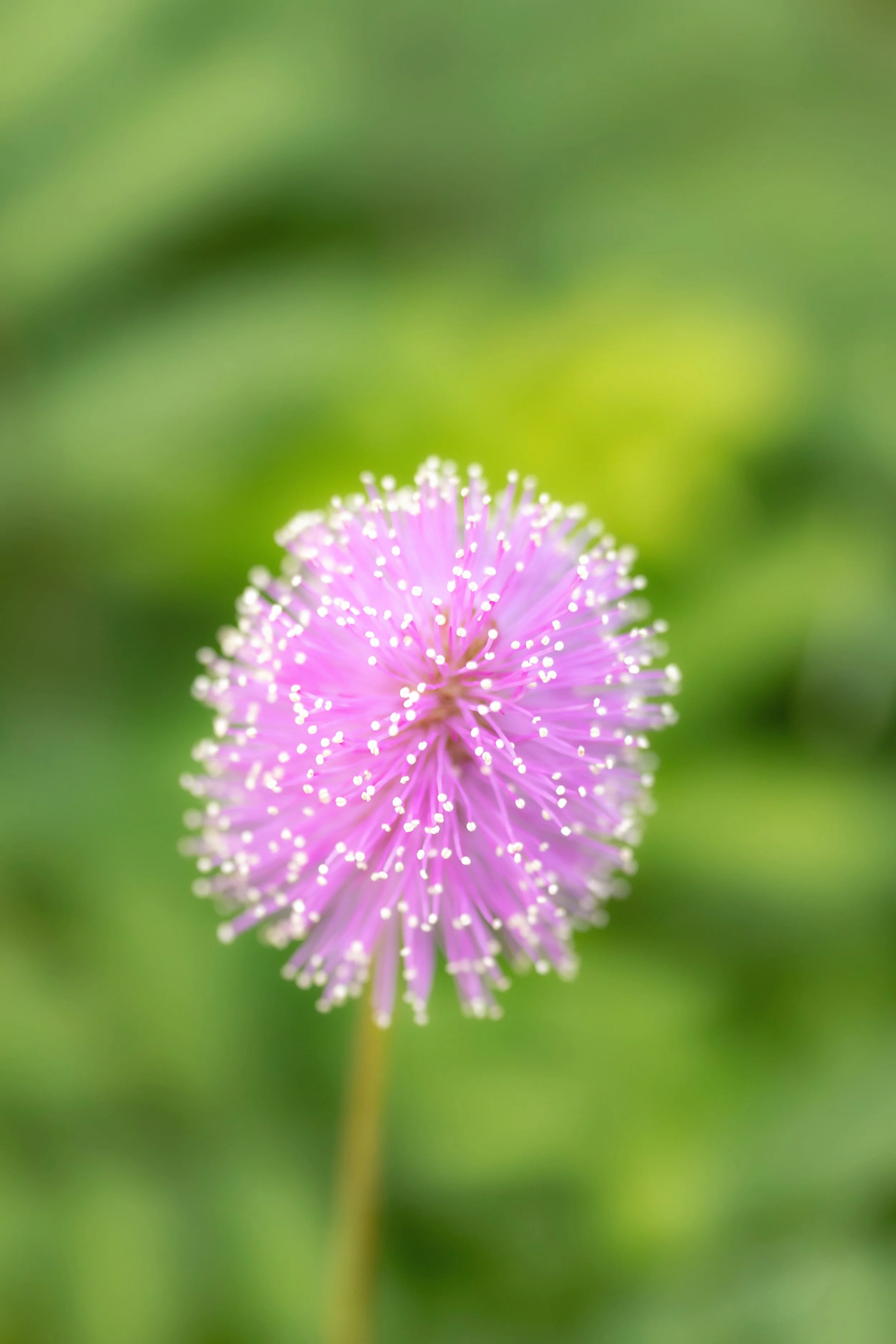 mimosa_v2.jpeg
