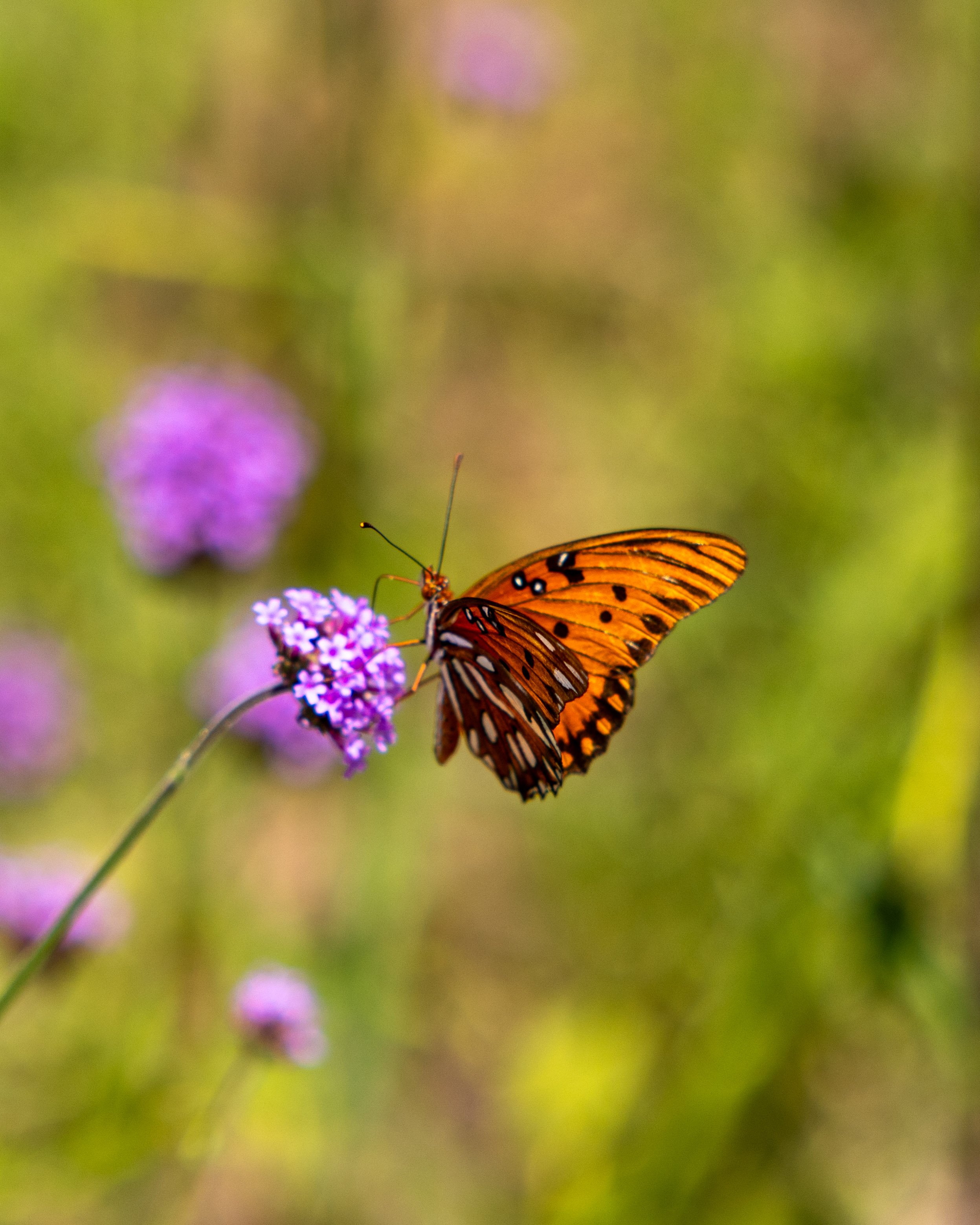 book_tower_gardens_2026-10.jpg