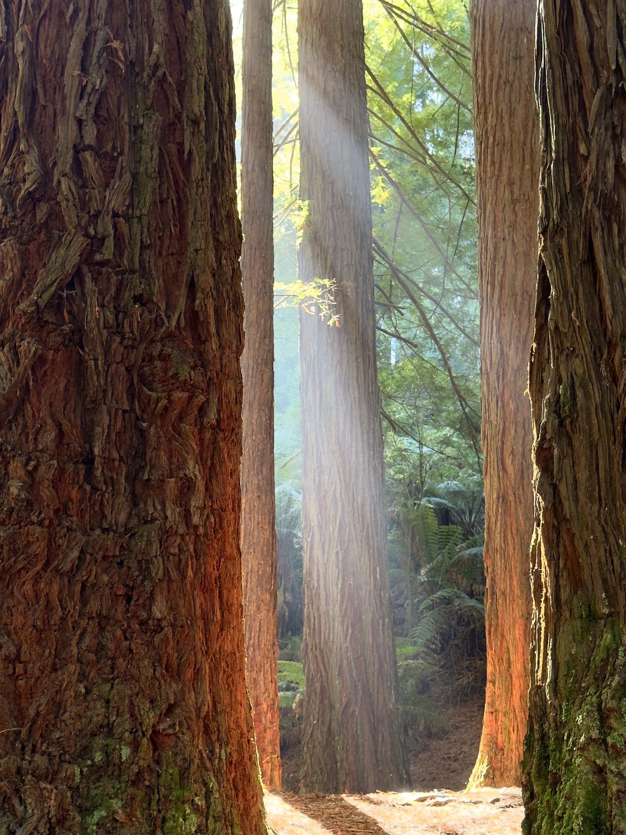 Sunlight filters through tall redwood trees in a lush forest, illuminating the forest floor with a warm glow.