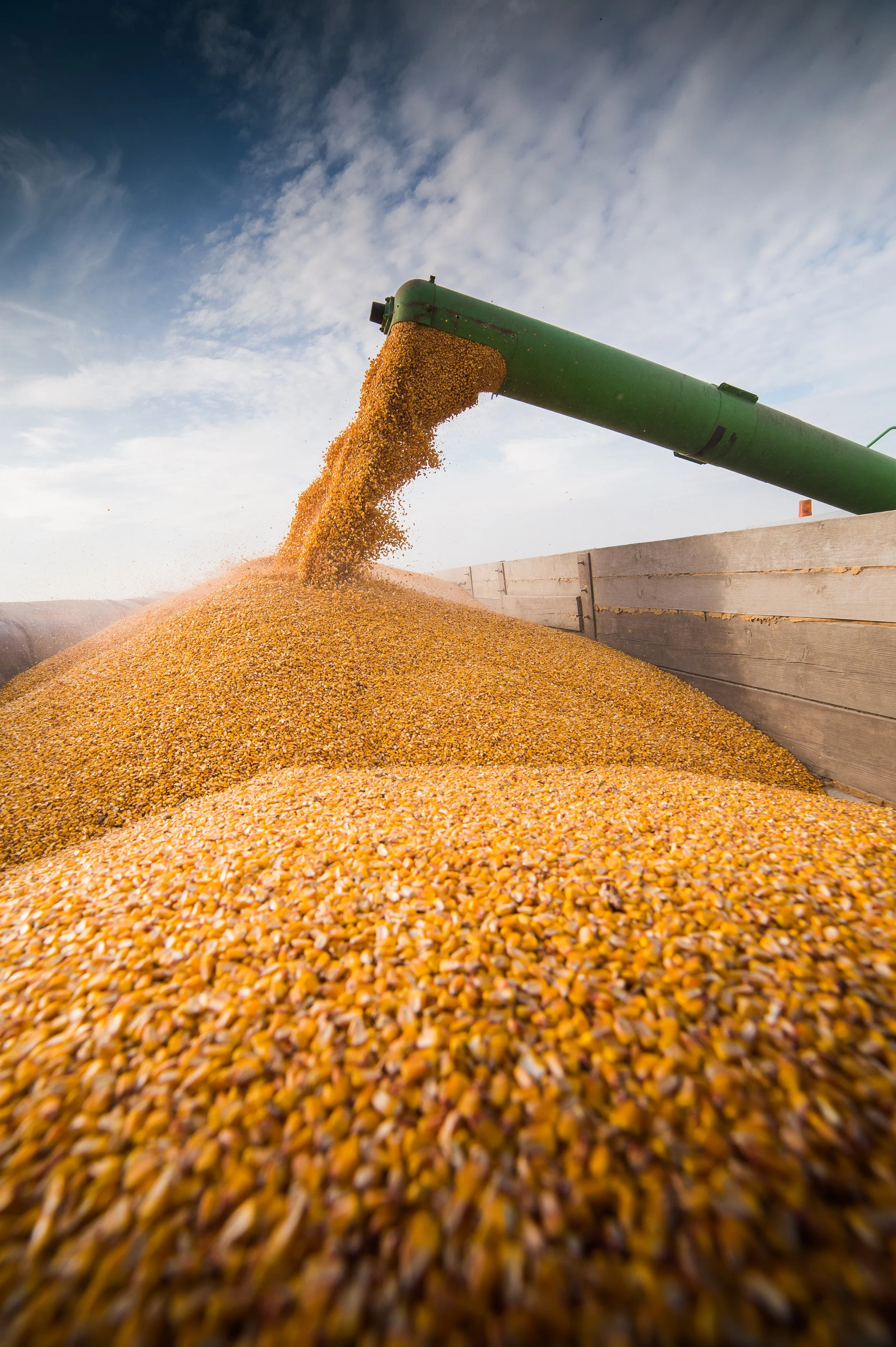Close-up of a green grain auger pouring yellow corn kernels into a truck bed against a partly cloudy sky.