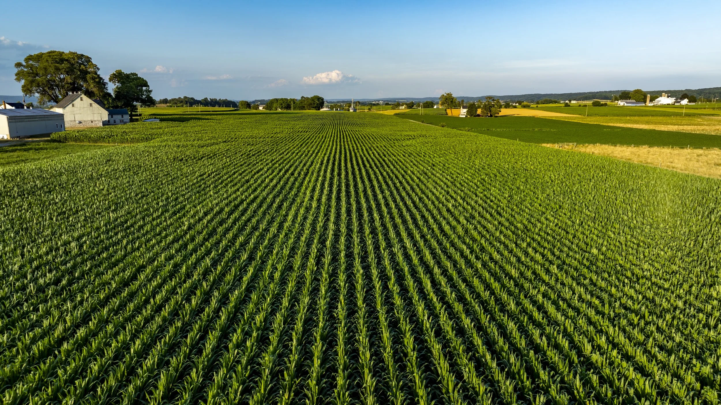 A vast farm field with neatly planted green crops under a clear blue sky, with farm buildings and trees in the background.