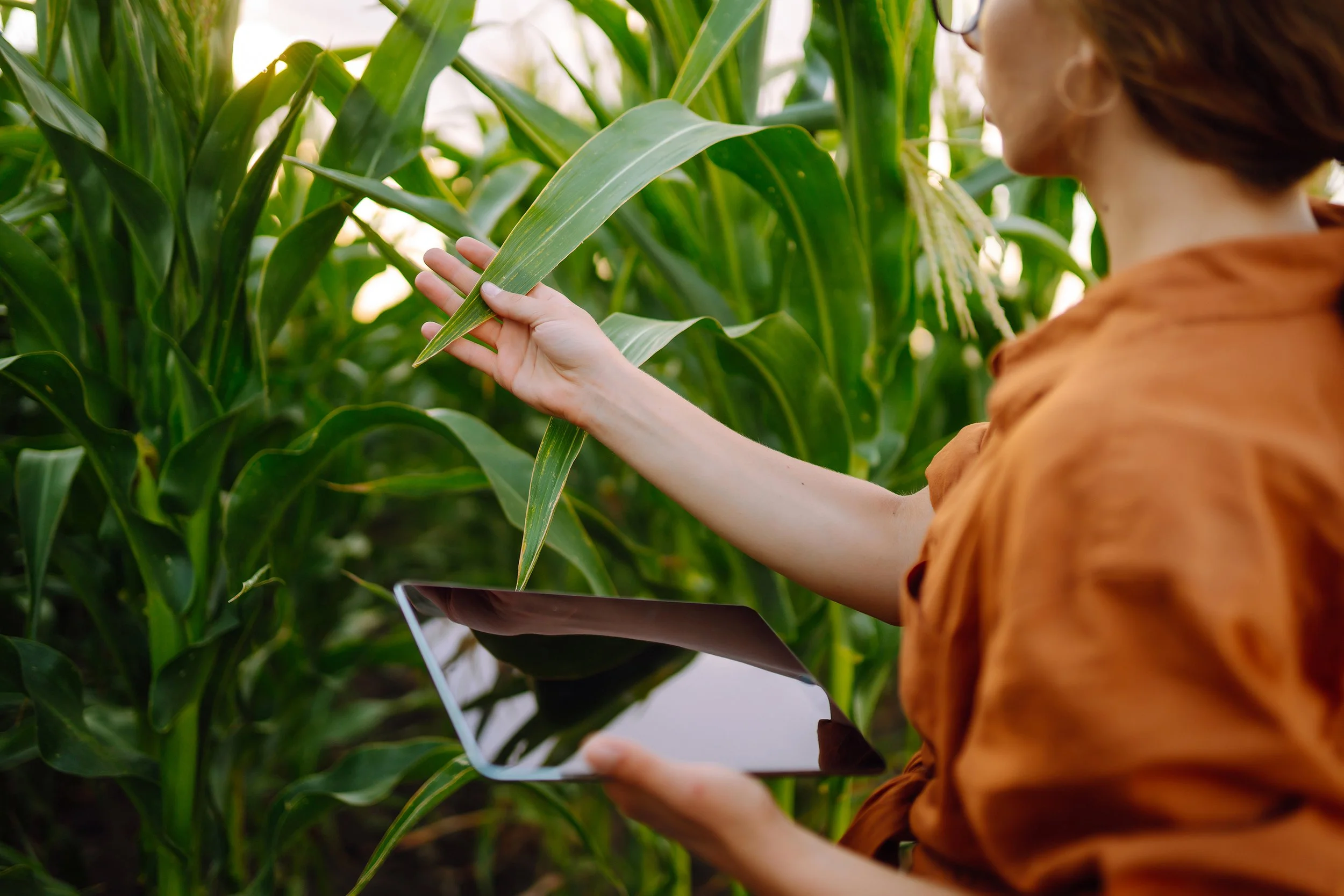 A woman in an orange shirt is inspecting a corn plant in a field while holding a tablet.