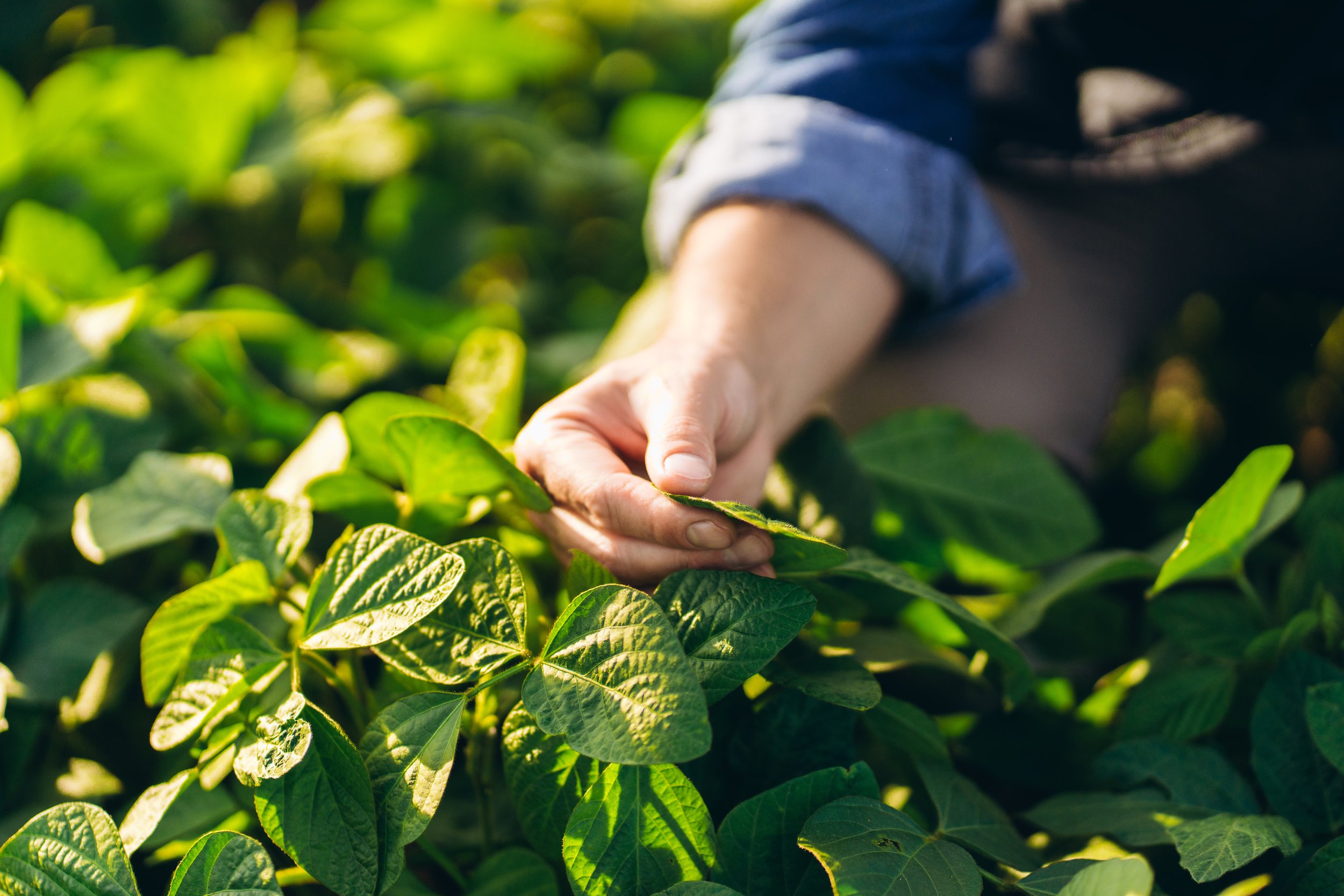 Close-up of a person picking green leaves in a garden or farm.