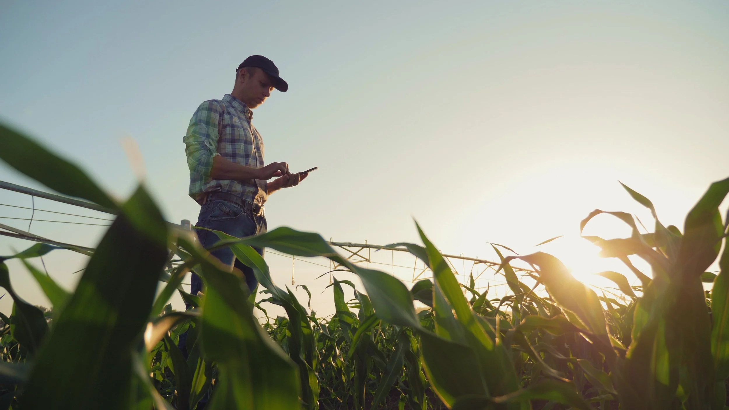 A farmer in a plaid shirt and cap uses a smartphone in a lush green cornfield during sunset.