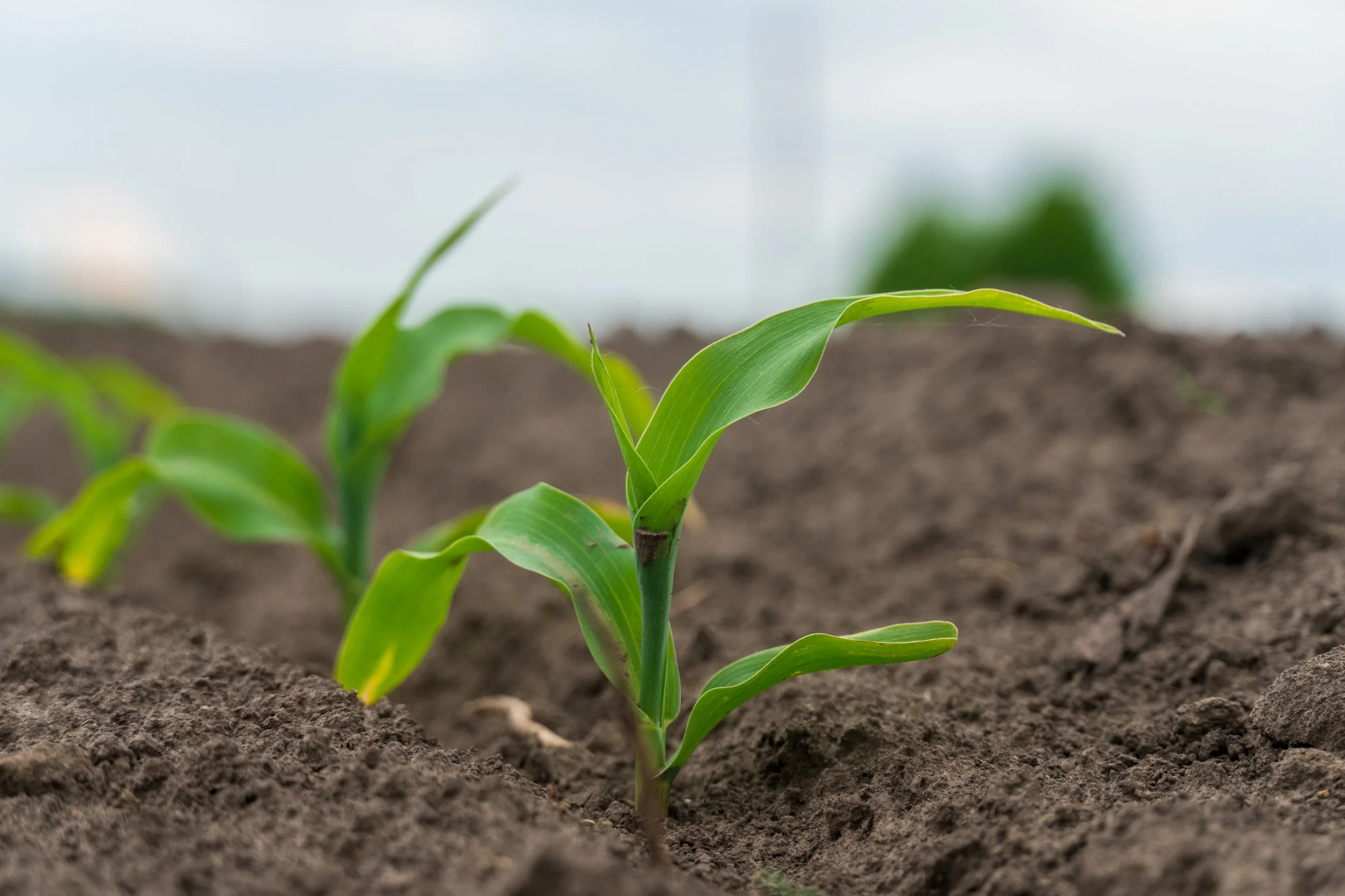 Young green corn plant growing in soil with a blurred background.