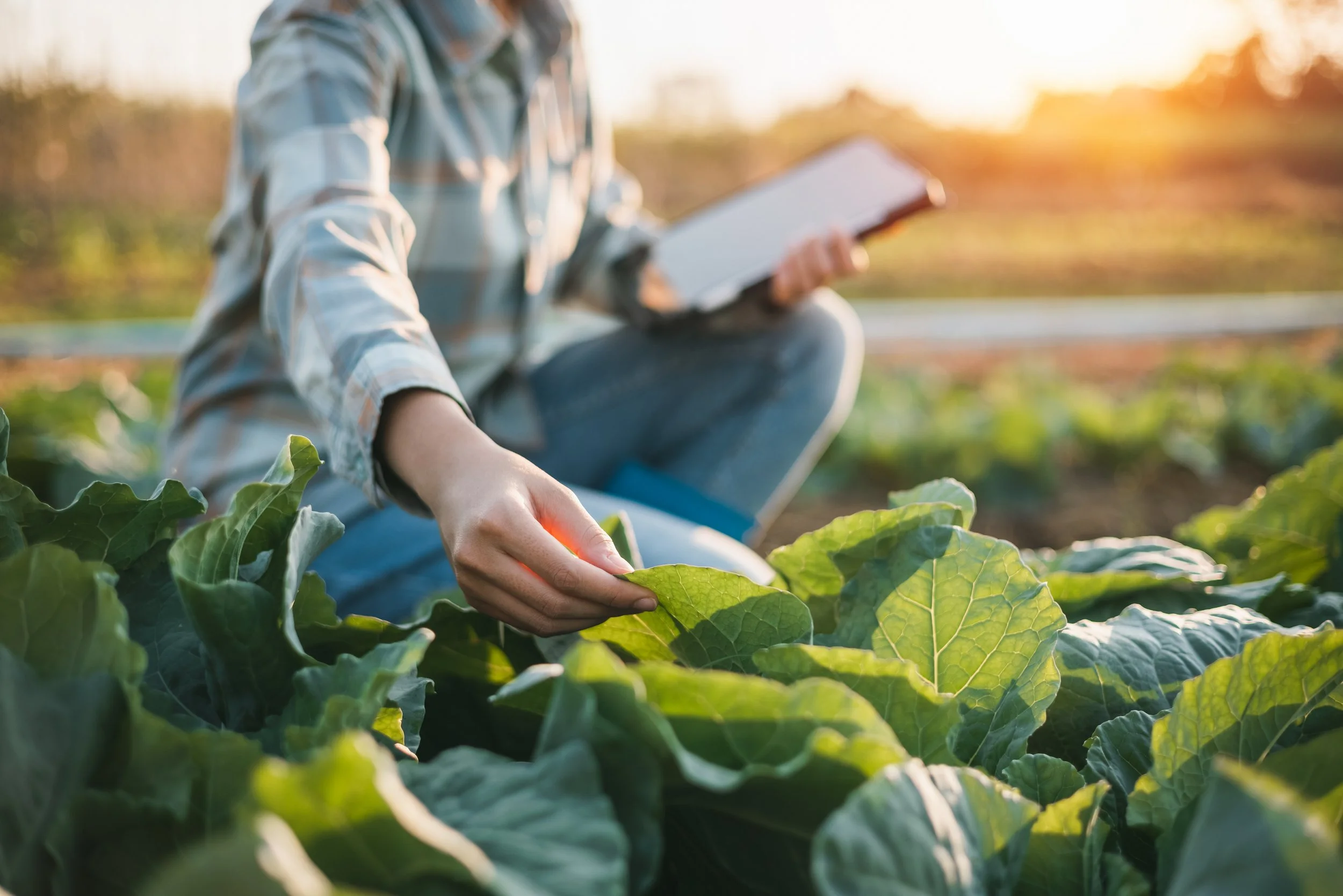 Person in plaid shirt inspecting leafy green vegetables in a farm during sunset, holding a tablet.