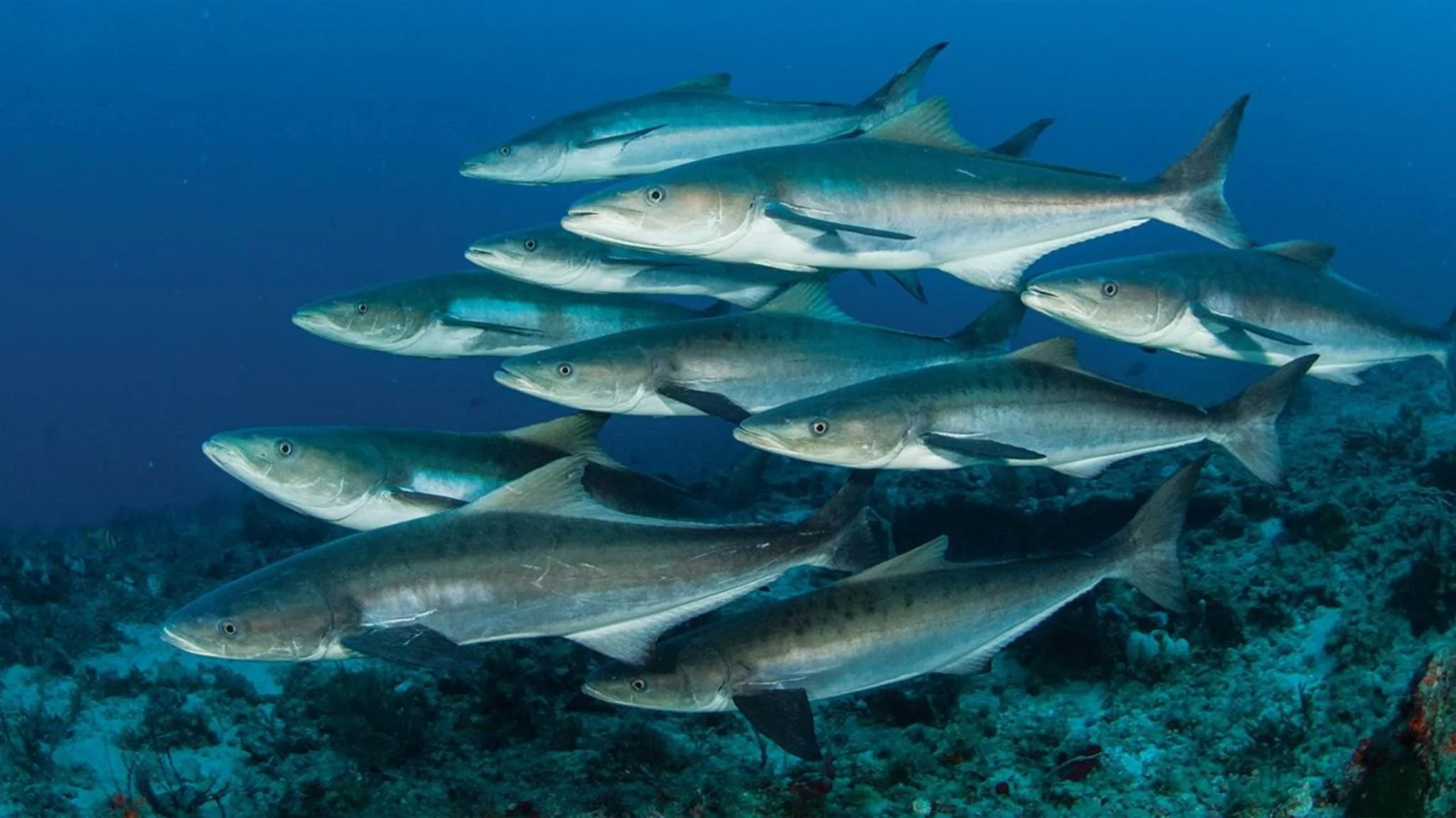 A school of barracuda fish swimming underwater above coral and rocks.