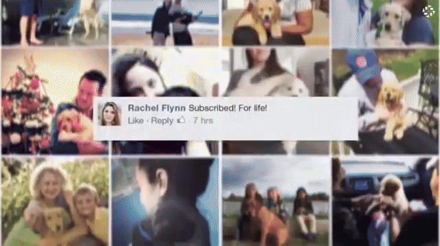 Vision Australia  ｜   Free Puppies 