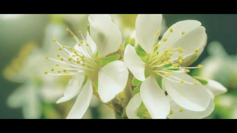 Vitasoy ｜ Growing Milk