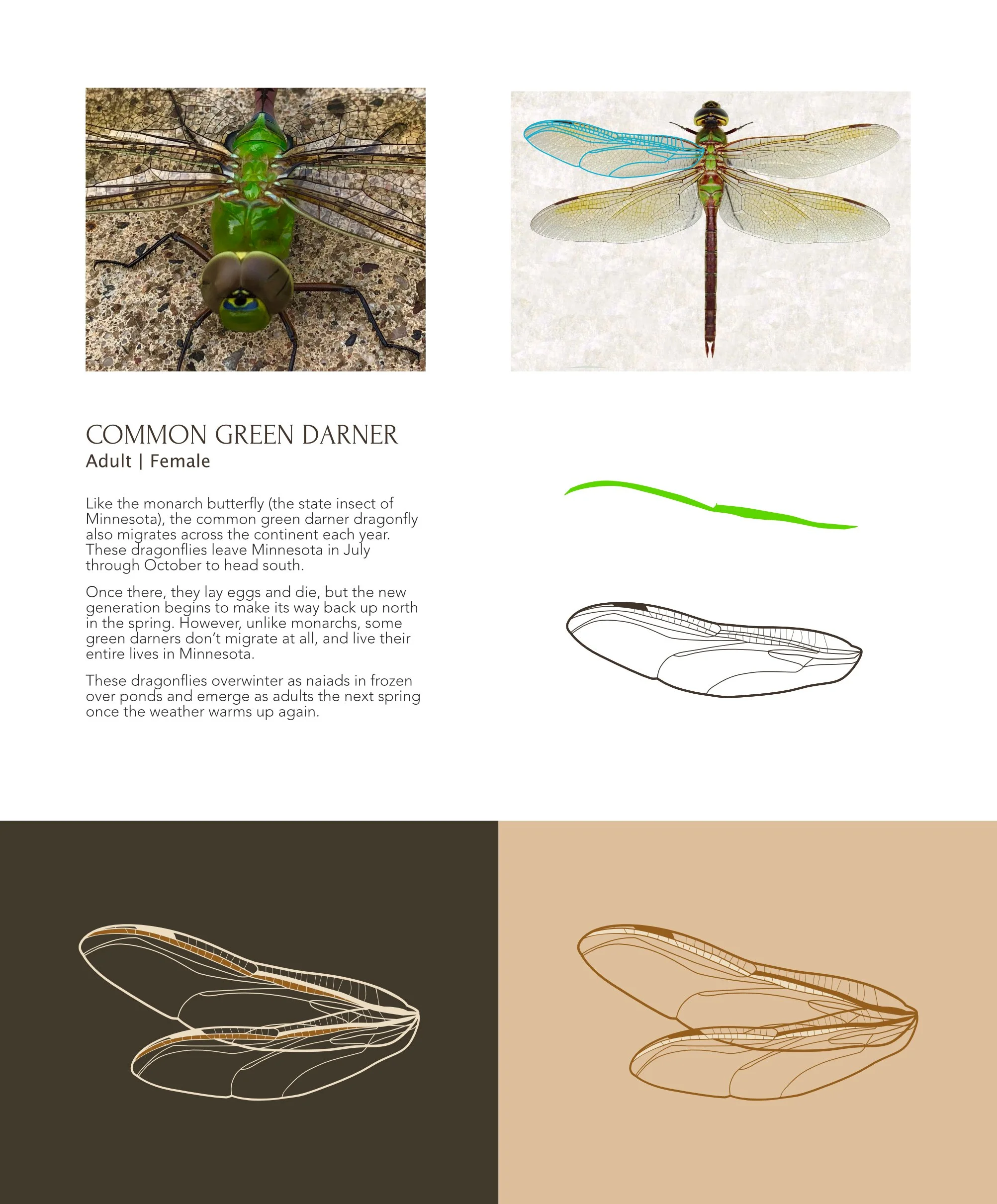 Infographic about the common green darner dragonfly showing a photo of a female adult, a colored illustration of the dragonfly, a green line drawing, and outlines on brown and beige backgrounds with descriptive text.