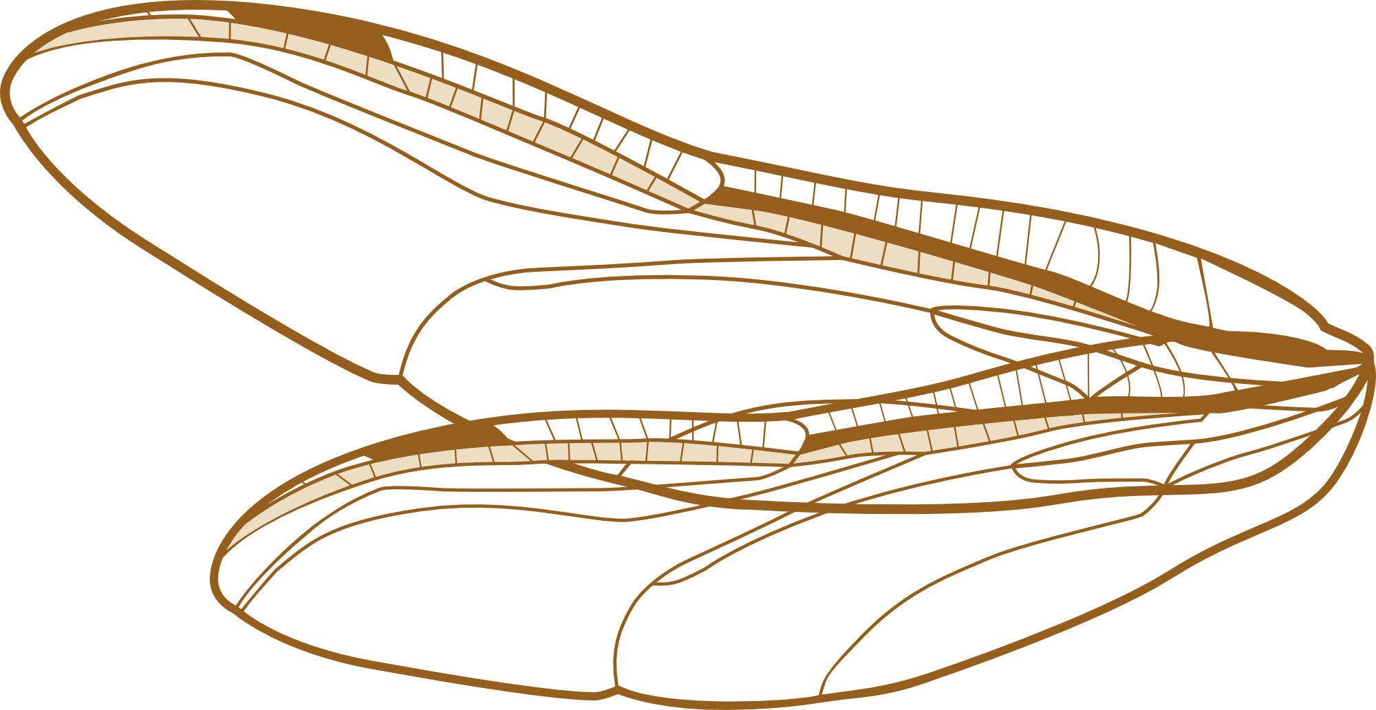 Illustration of a peanut with a detailed view of its internal structure.