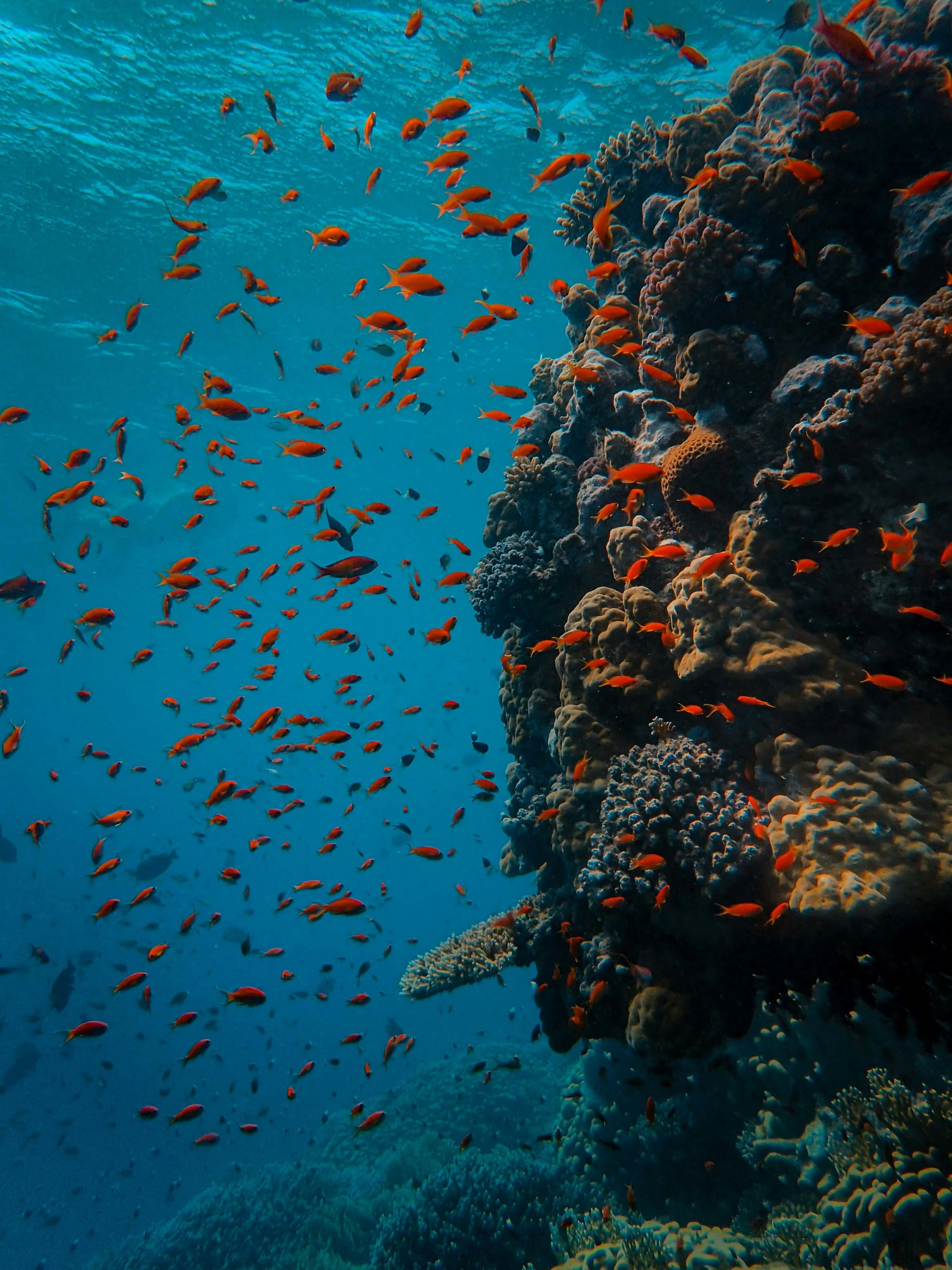 Underwater scene with a large coral reef and many small orange fish swimming around it.