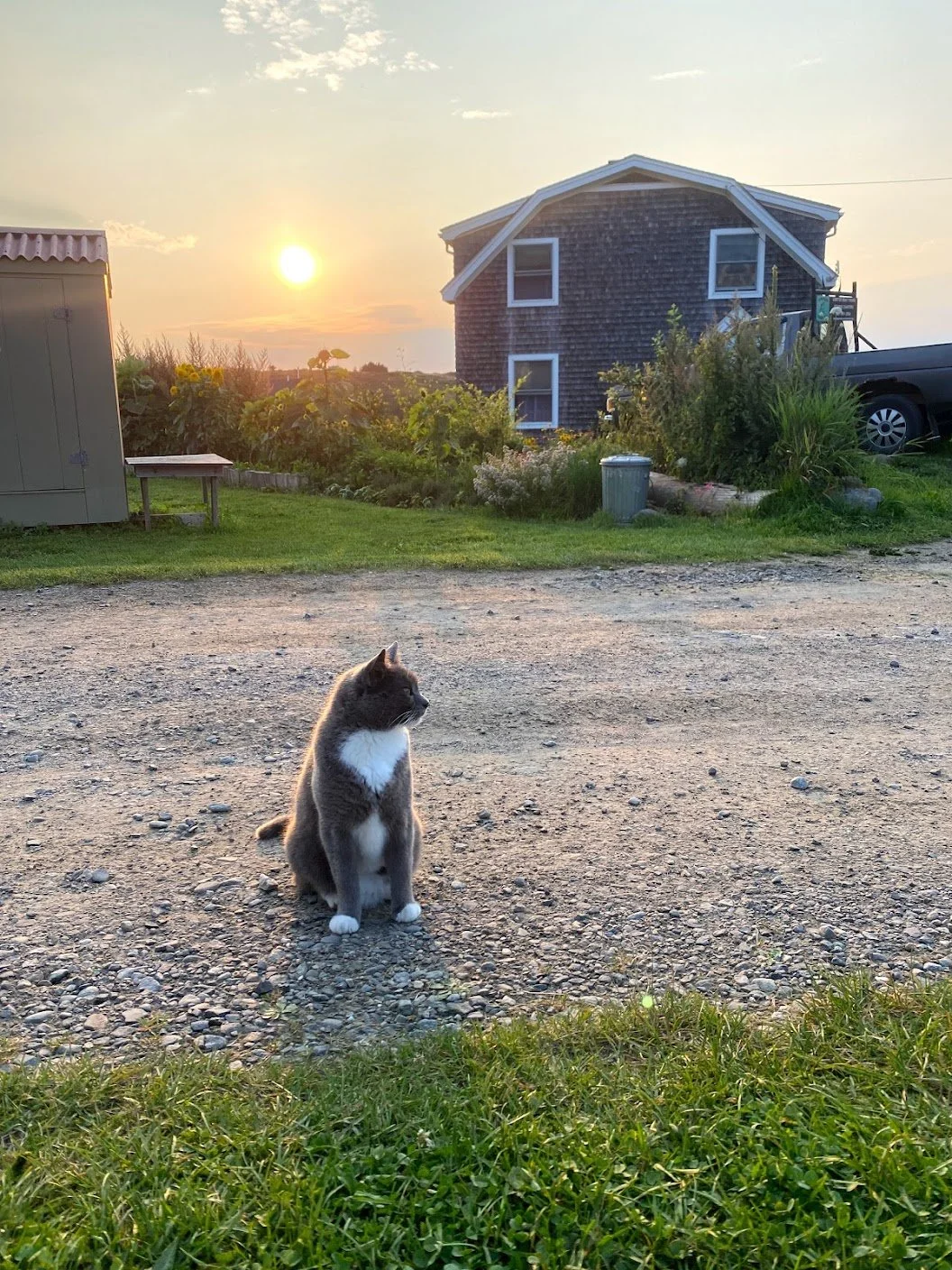 A gray and white cat sitting outdoors on a gravel driveway at sunset, facing to the left, with houses, greenery, and a setting sun in the background.