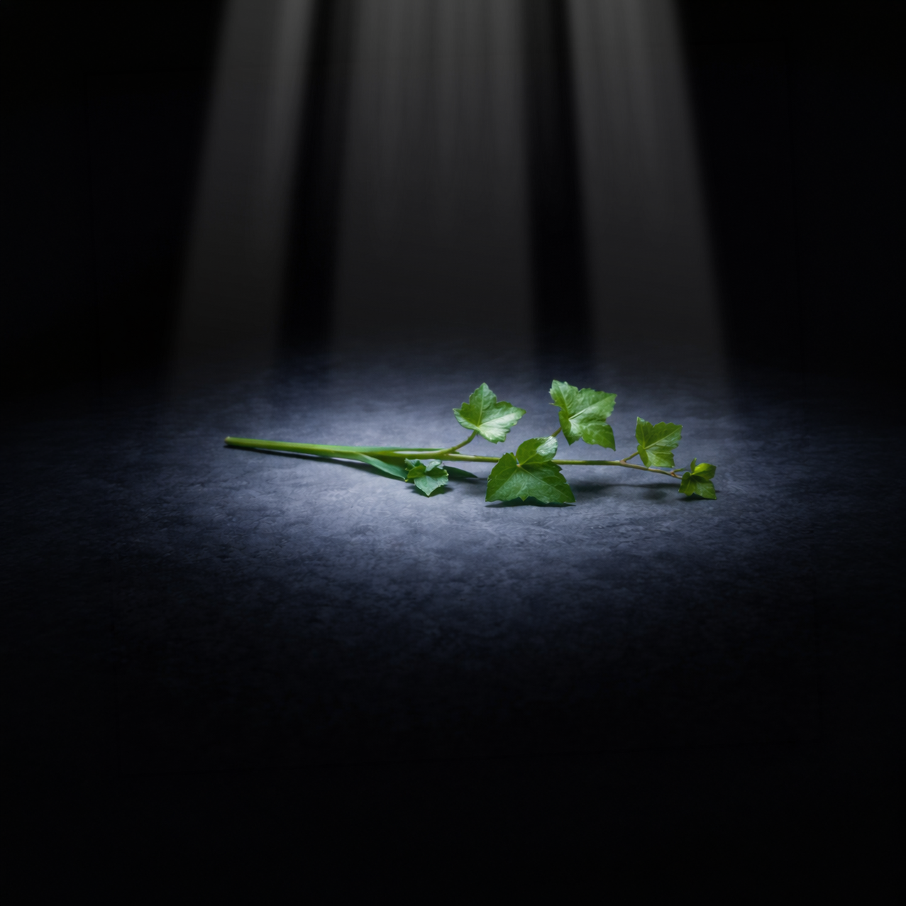 Most types of ivy, particularly english ivy, are toxic to cats. Ivy can cause drooling, vomiting, diarrhea, breathing difficulties, comatose states, and death in cats. 