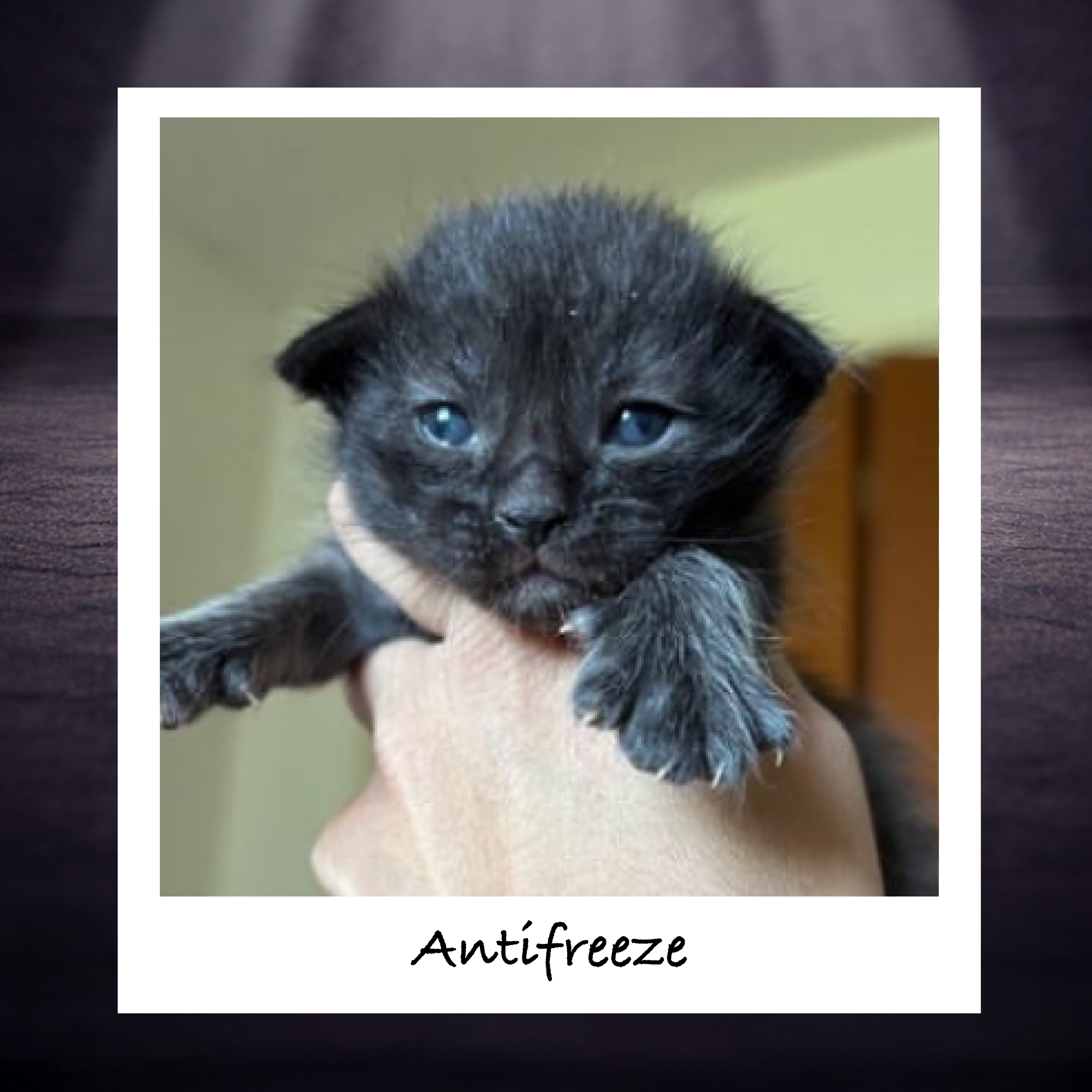 The sweet smell and taste attract cats, but even small amounts can cause kidney failure. Store safely and clean up spills immediately.