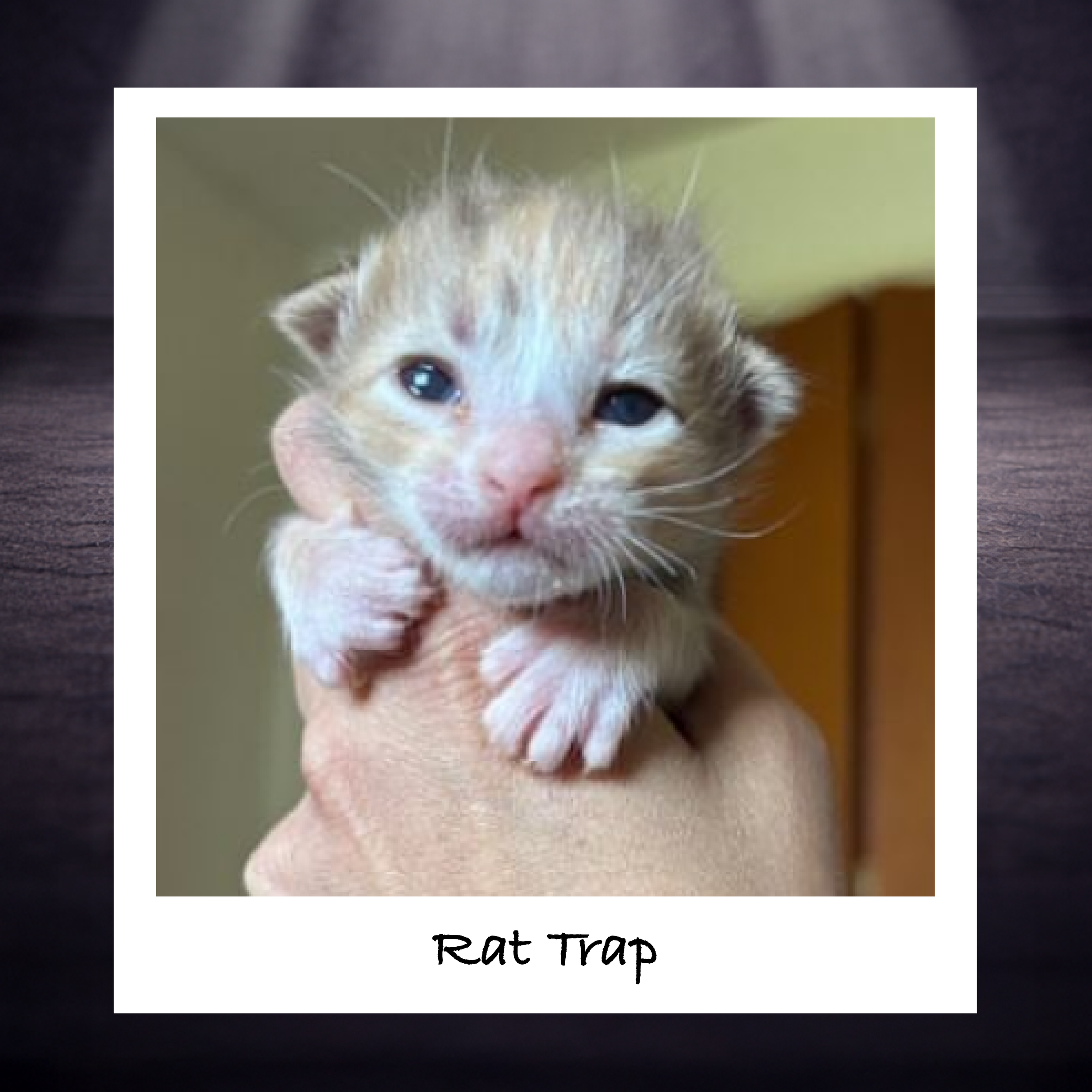 Traps, rodent poisons, and pesticides can cause harm to the pets we're trying to protect. Cats can be injured by traps or poisoned by eating affected rodents. Opt for a cat-safe brand and monitor traps frequently.