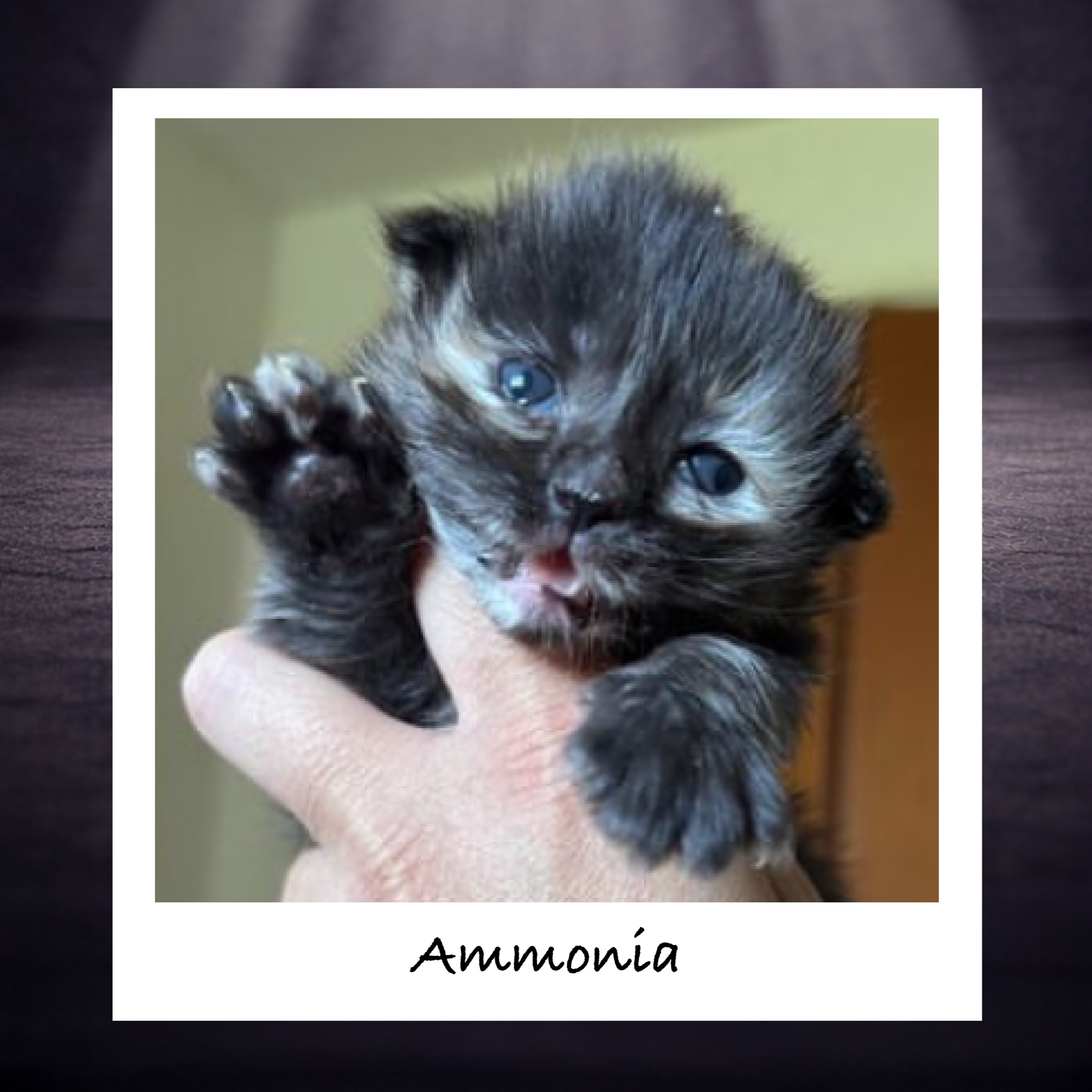 Found in many household cleaning agents, ammonia can cause burns and respiratory distress. Keep cats away while cleaning with these products, and keep the areas cleaned with ammonia well-ventilated.