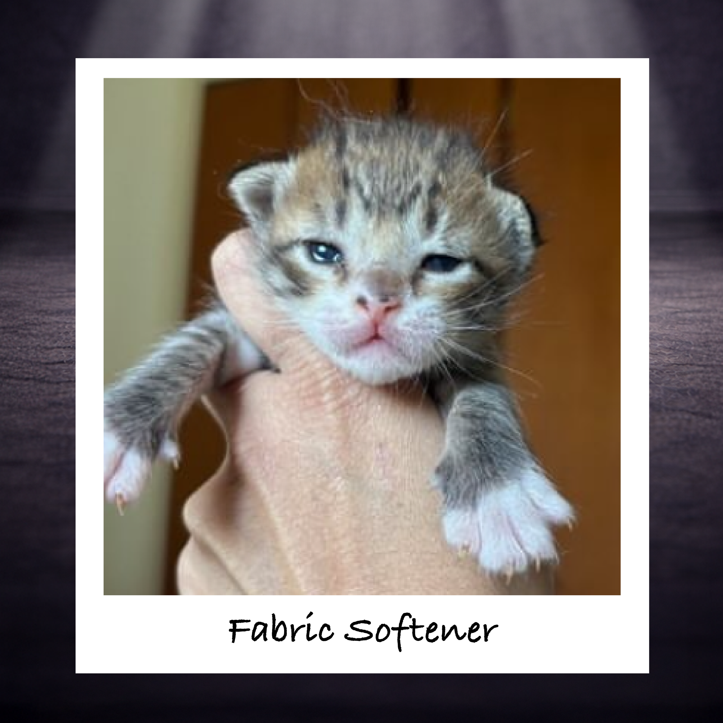 Fragrances in fabric softeners can entice cats, while chemical and even natural scenting agents can be fatal when ingested. Make sure bottles are securely stored and any leaks are cleaned immediately.