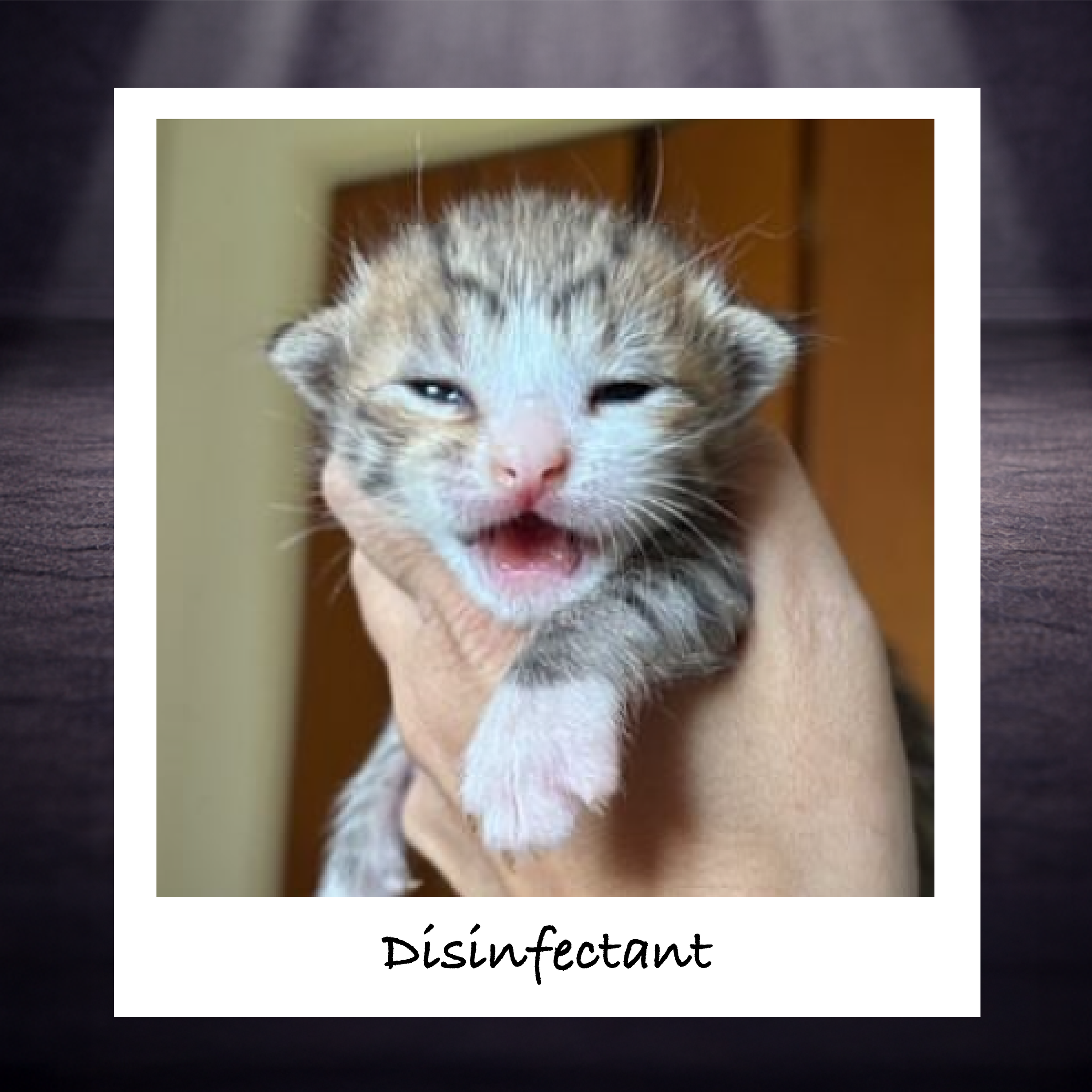 Many household disinfectants can be toxic to cats. To ensure cats do not infect themselves during grooming, rinse disinfected surfaces with water after using.