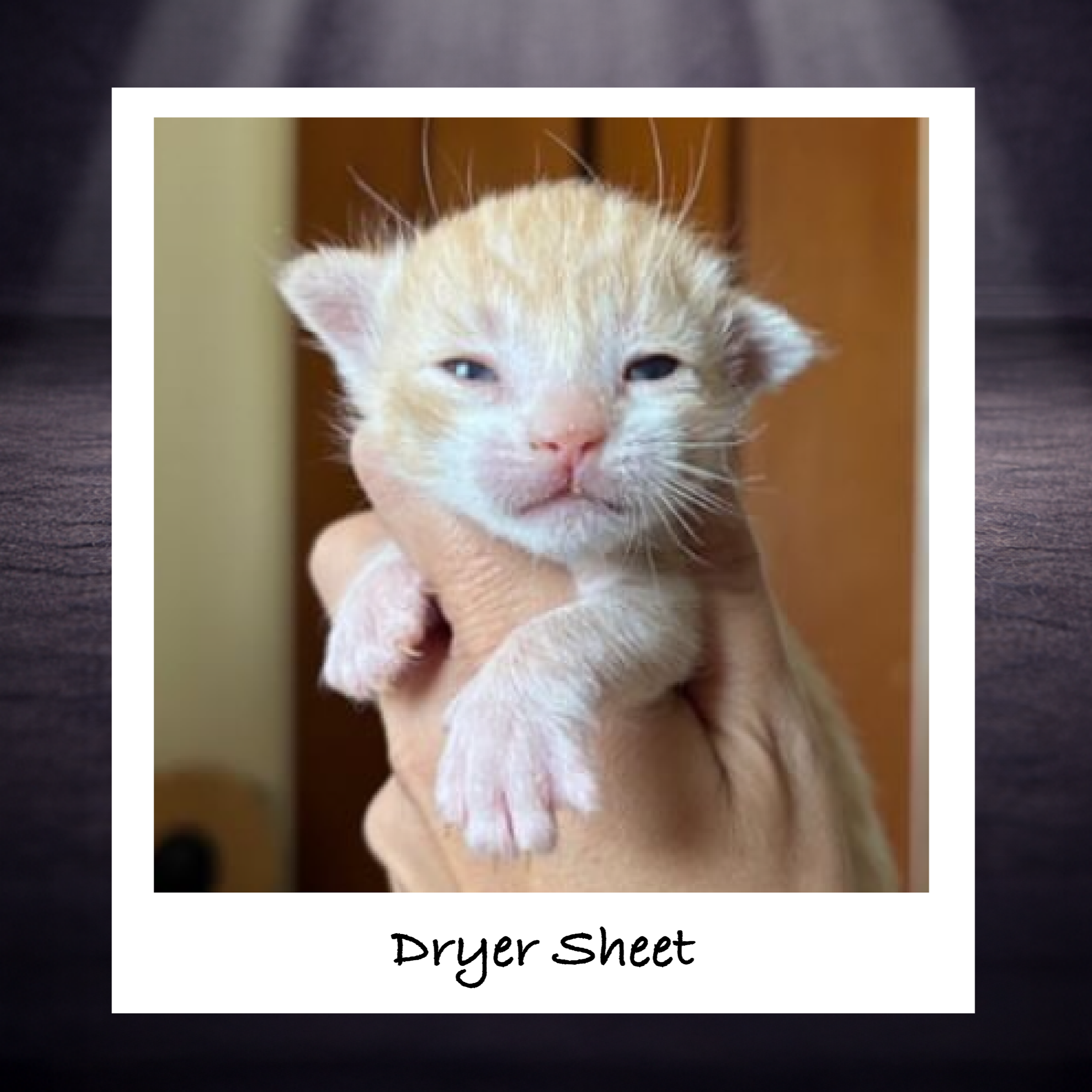 Dryer sheets contain chemicals that cause ulcers and burns when ingested by cats. Store securely or opt for alternatives such as dryer balls instead. 