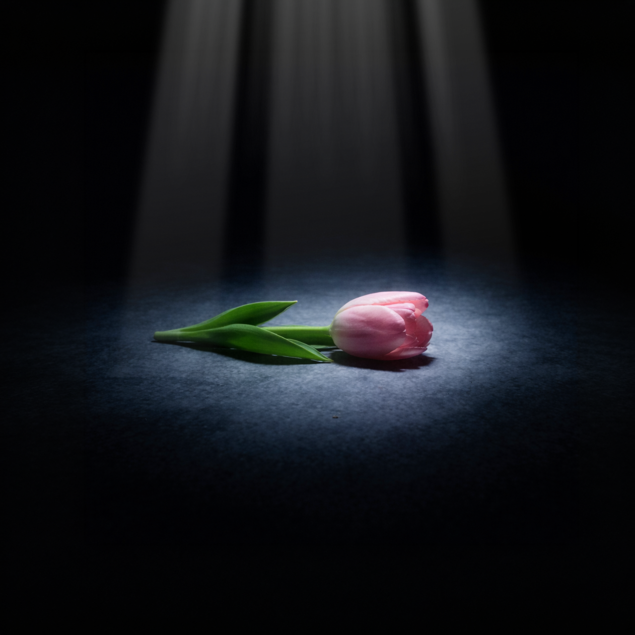 All parts of the tulip plant are poisonous to cats, particularly the bulbs, which contain the highest concentration of toxins.