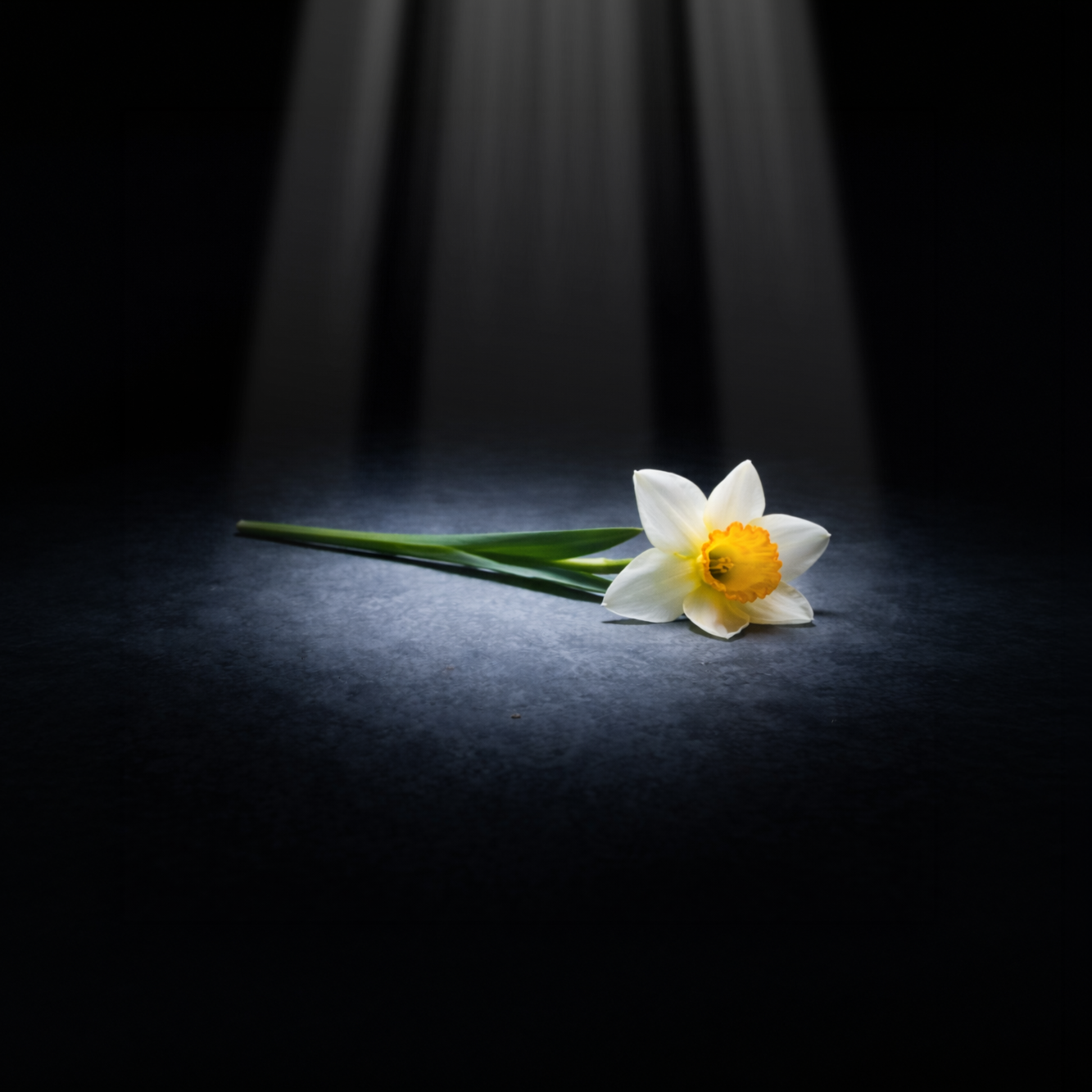 All parts of the daffodil are poisonous to cats, particularly the bulbs. Consumption can cause severe vomiting, drooling, and potential cardiac convulsions, sometimes leading to death. 