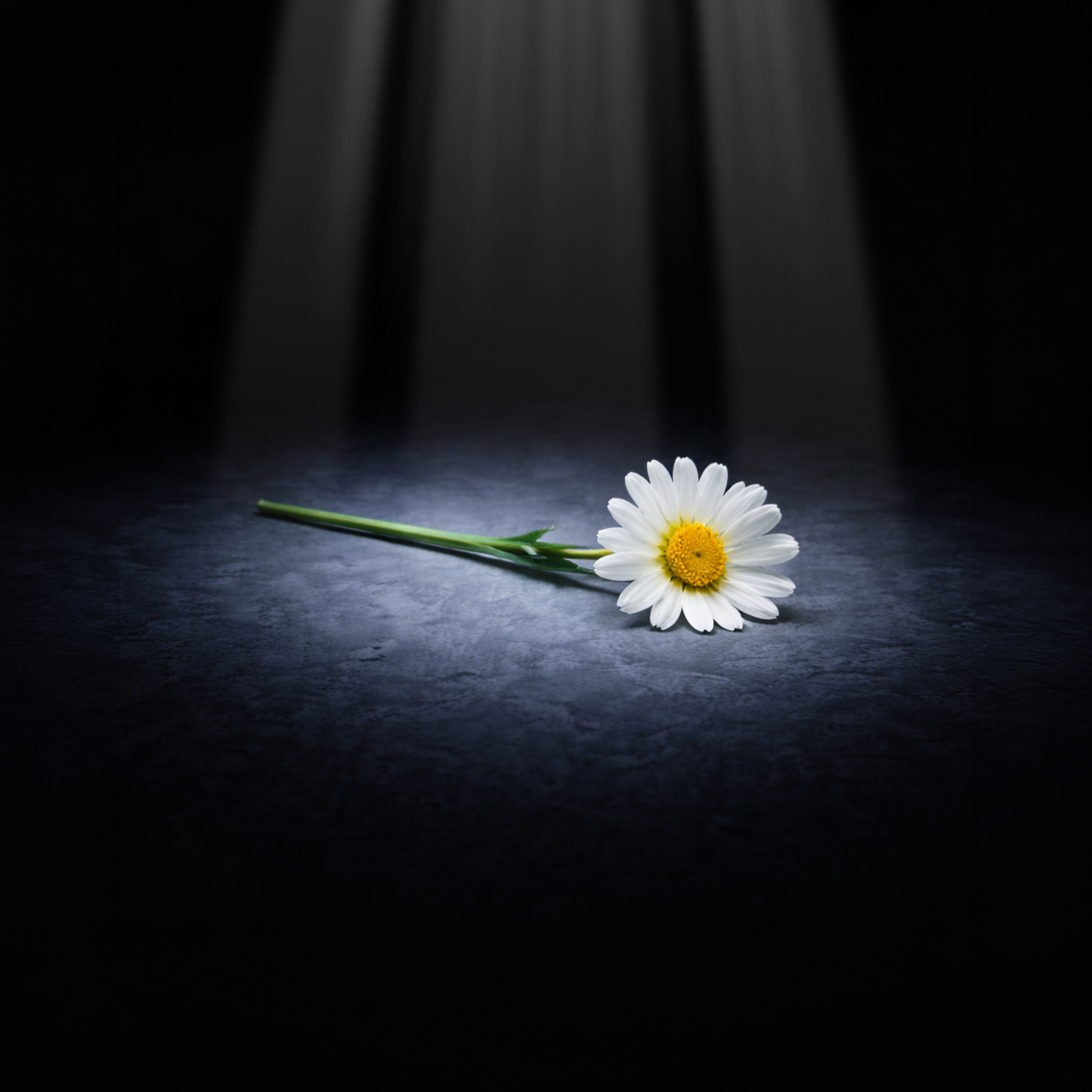 Common daisies that are yellow in the middle and have white petals are toxic to cats,  but Gerber daisies (an entirely different species of plant) are safe.