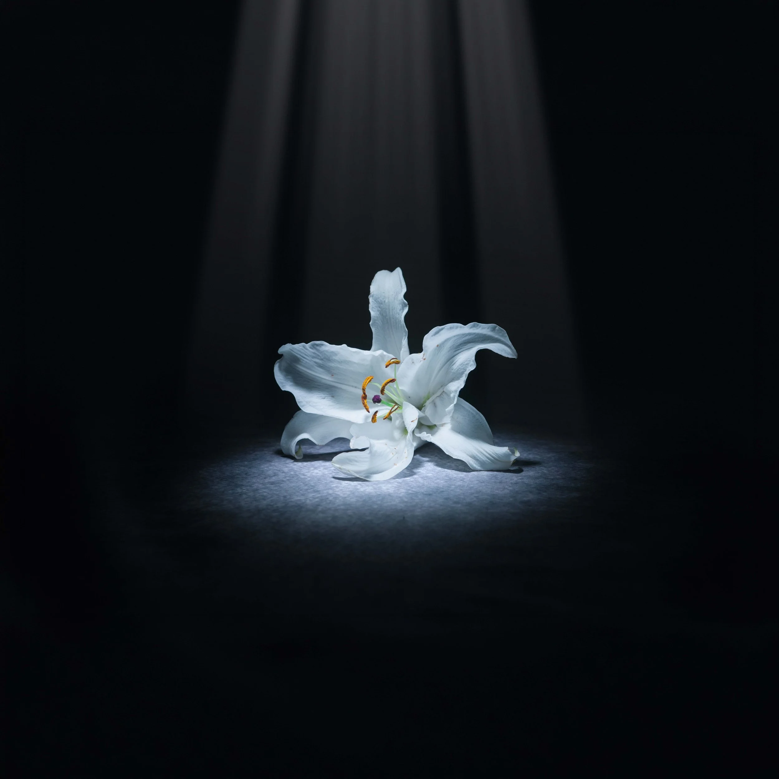 All parts of the lily flower, including the water they sit in, are often fatal for cats, causing acute kidney failure within 12-72 hours.