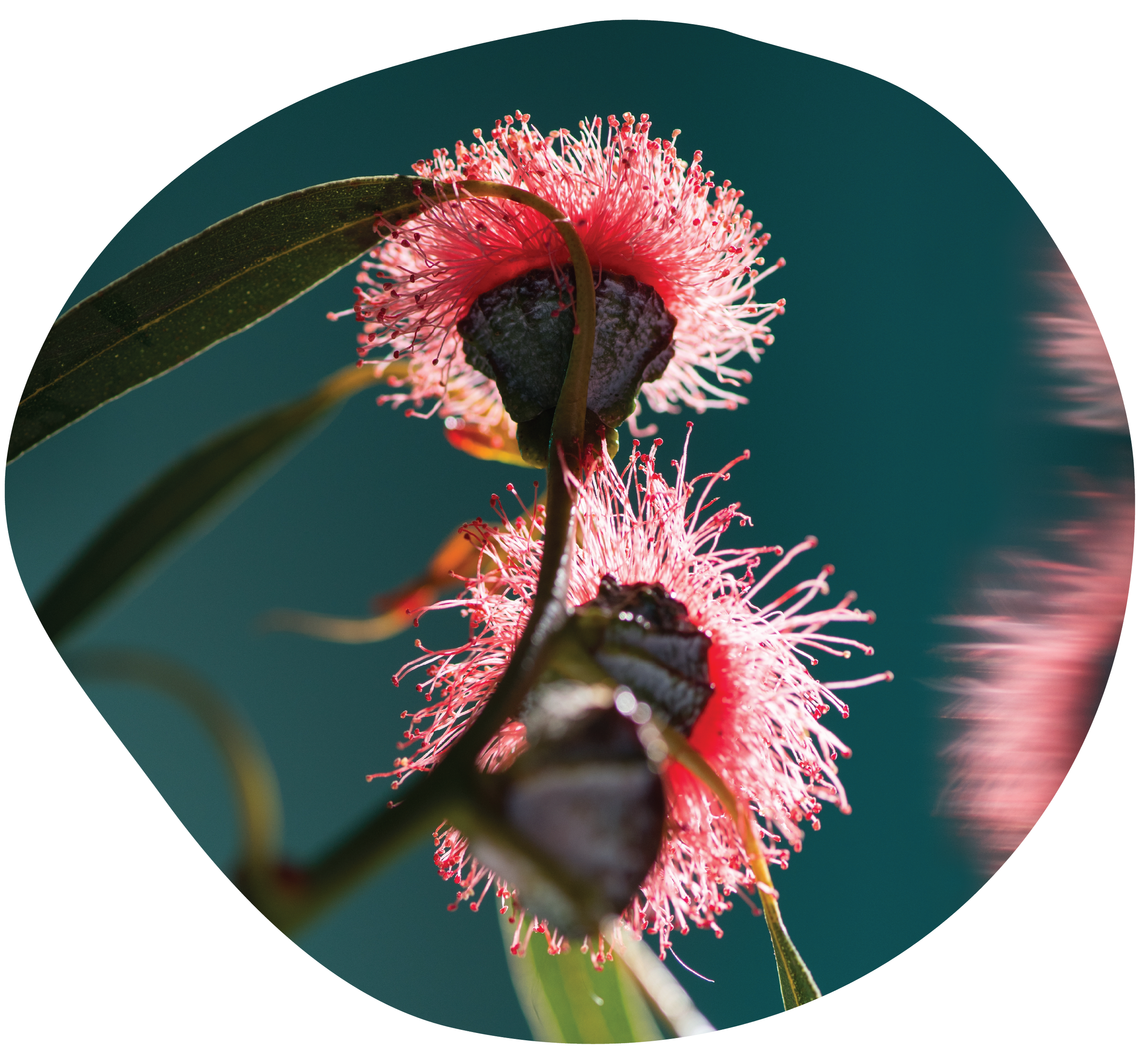Flowering Australian gum blossom - which to us represents resilience and strength.