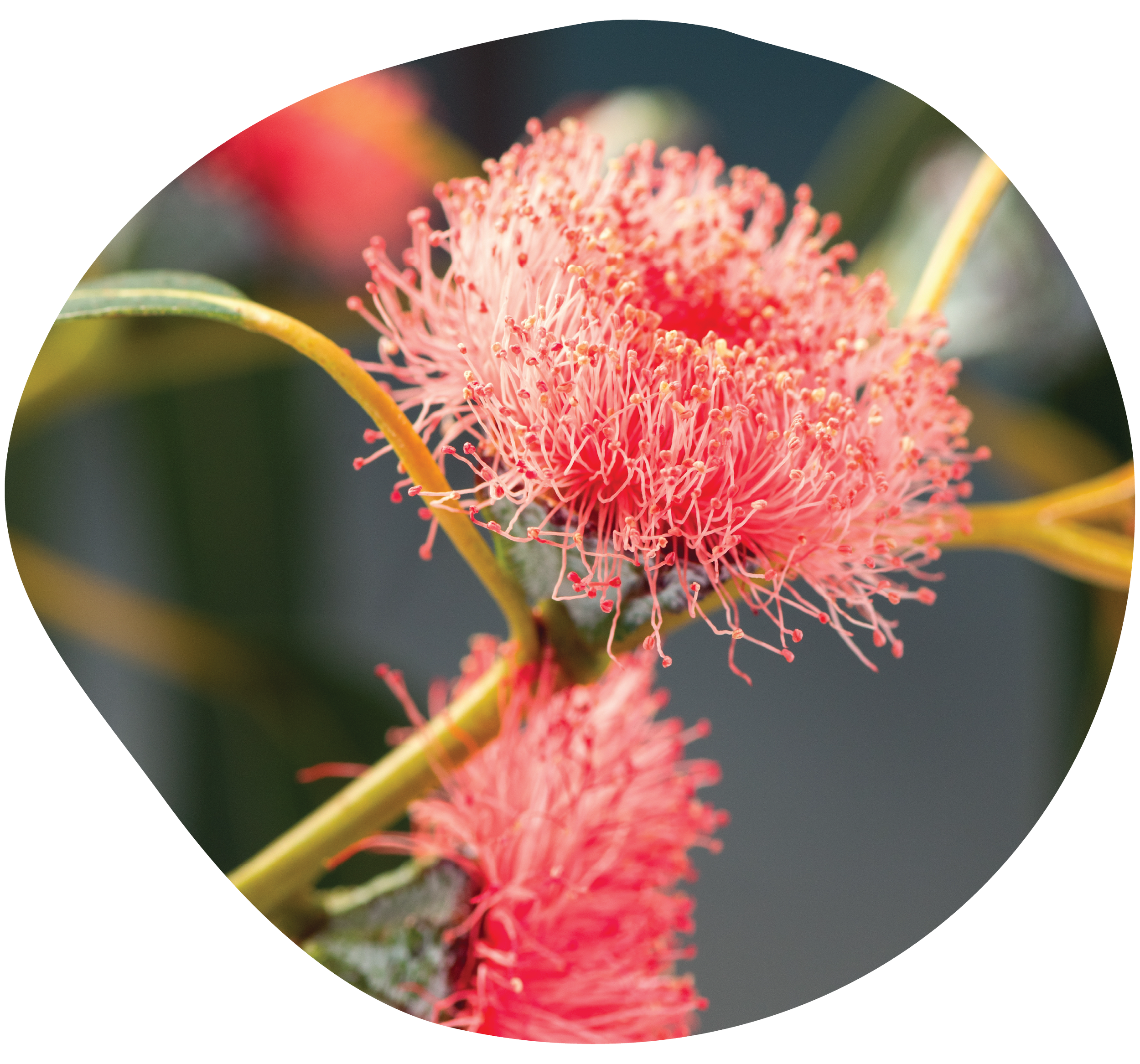 Flowering Australian gum blossom - which to us represents resilience and strength.