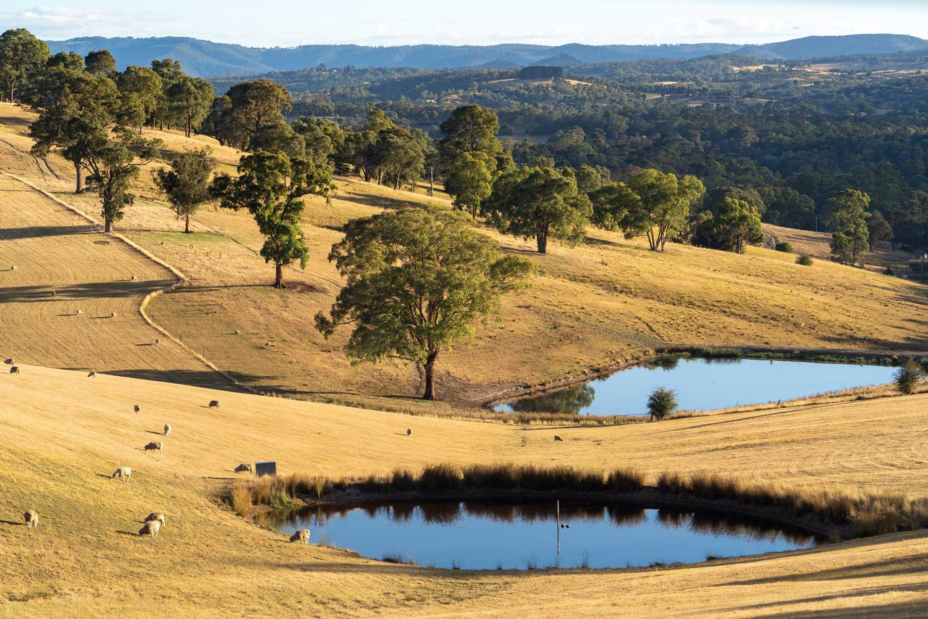 Sunlit rolling hills with scattered trees, two small ponds, and grazing sheep.