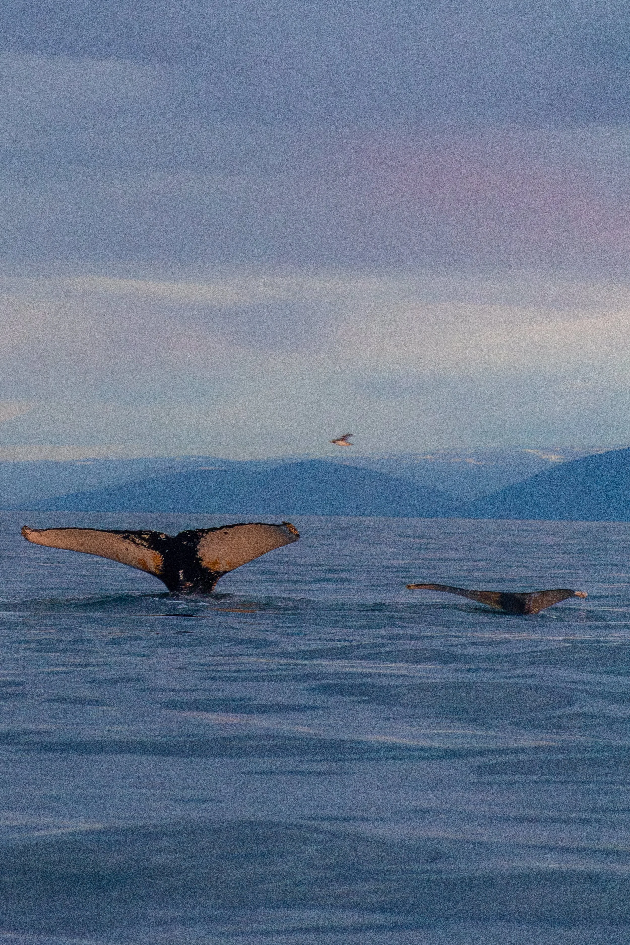 A mother humpback whale and her calf share a perfectly timed fluke in an Icelandic fjord under the midnight sun.