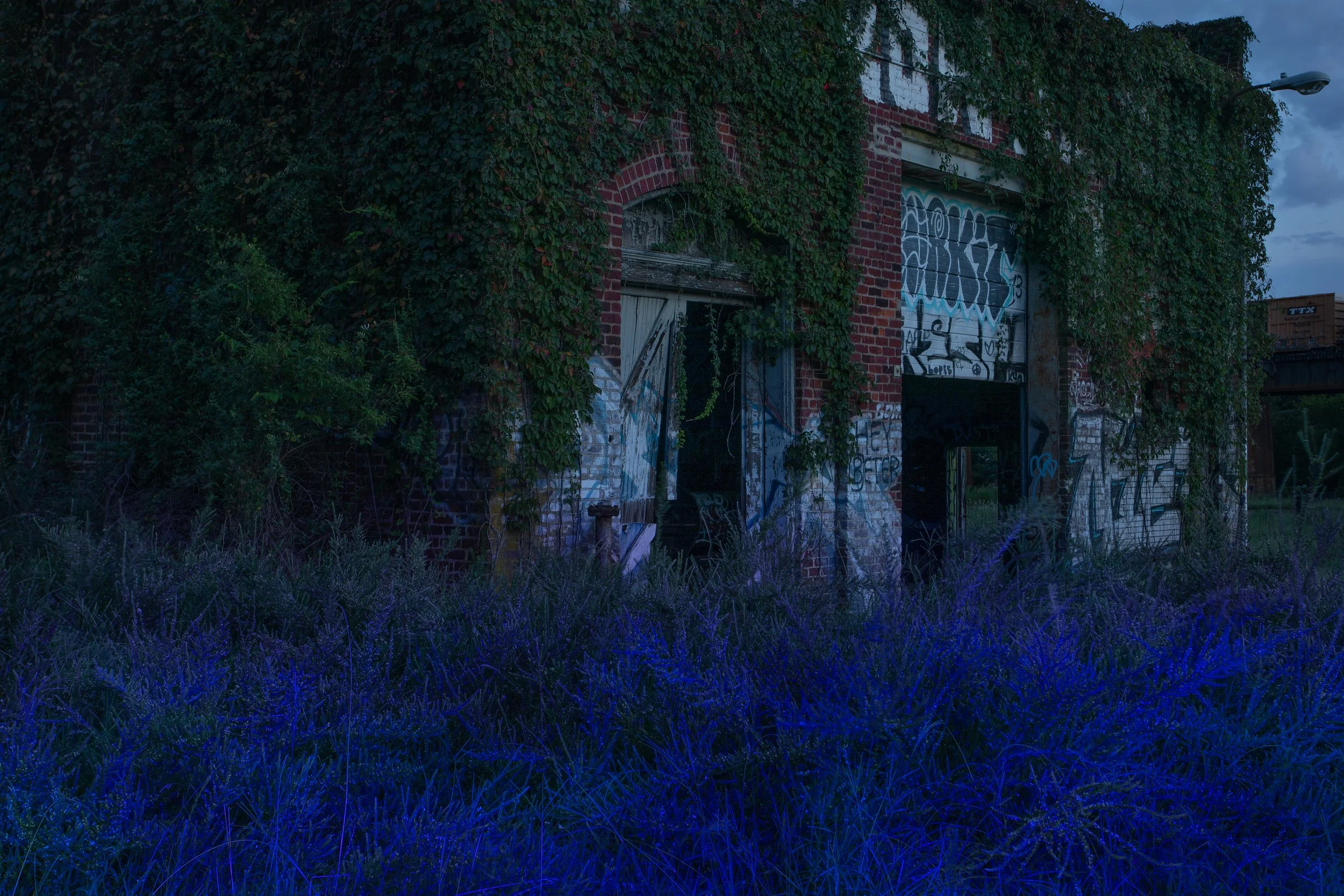 fulton blue weeds.jpg