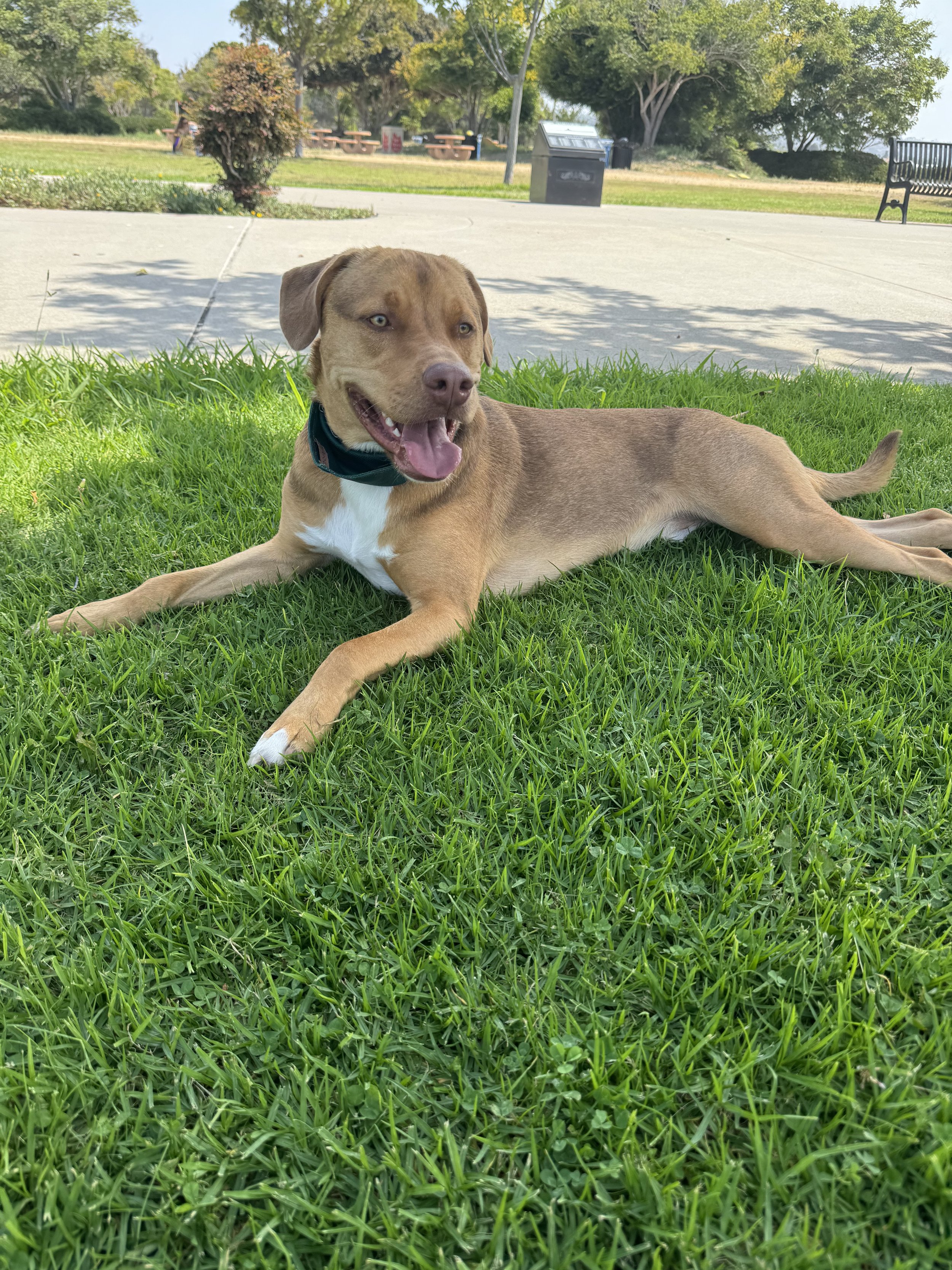 A brown dog with a white patch on its chest, lying on green grass at a park, with trees, a paved area, benches, trash cans, and a clear blue sky in the background.