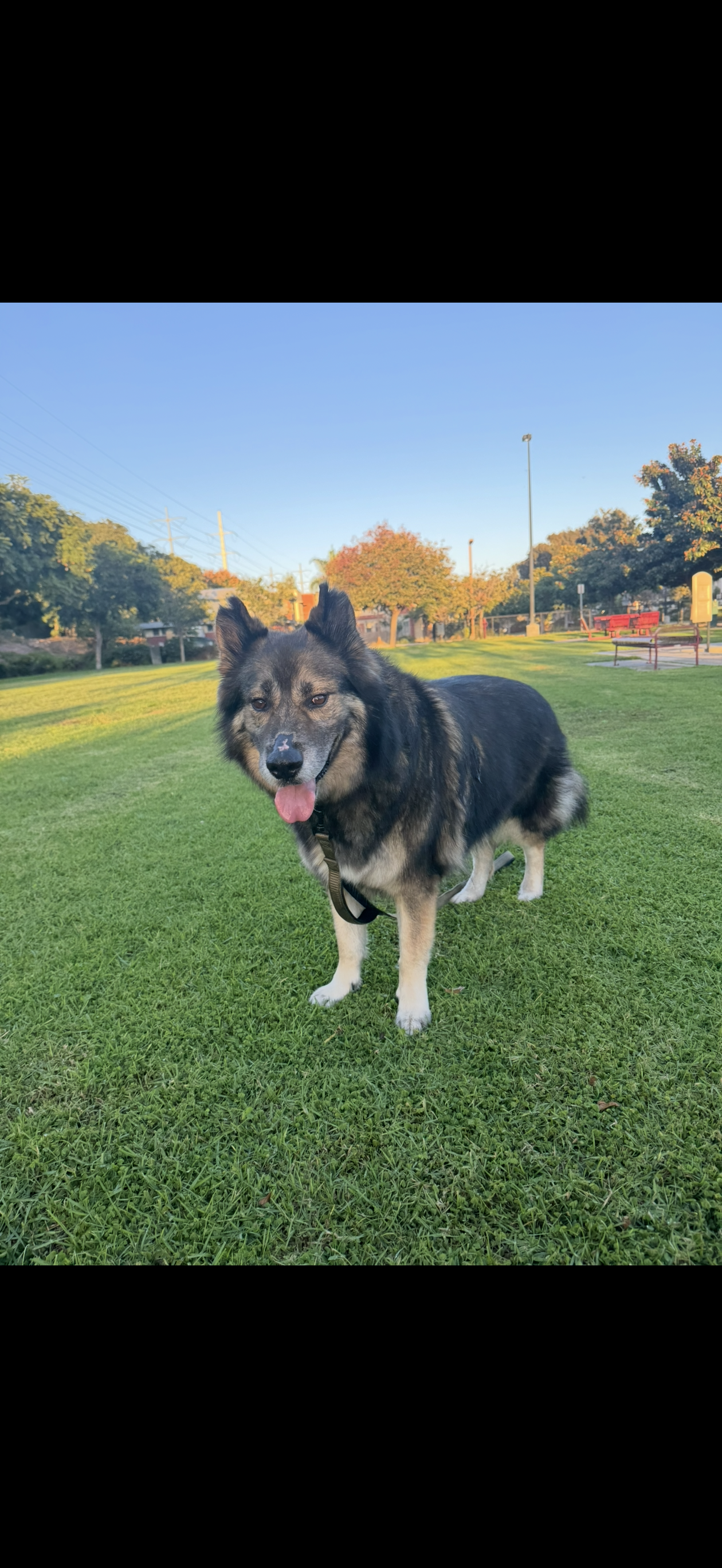 A happy dog standing on a grassy park field with trees, benches, and a clear blue sky in the background.