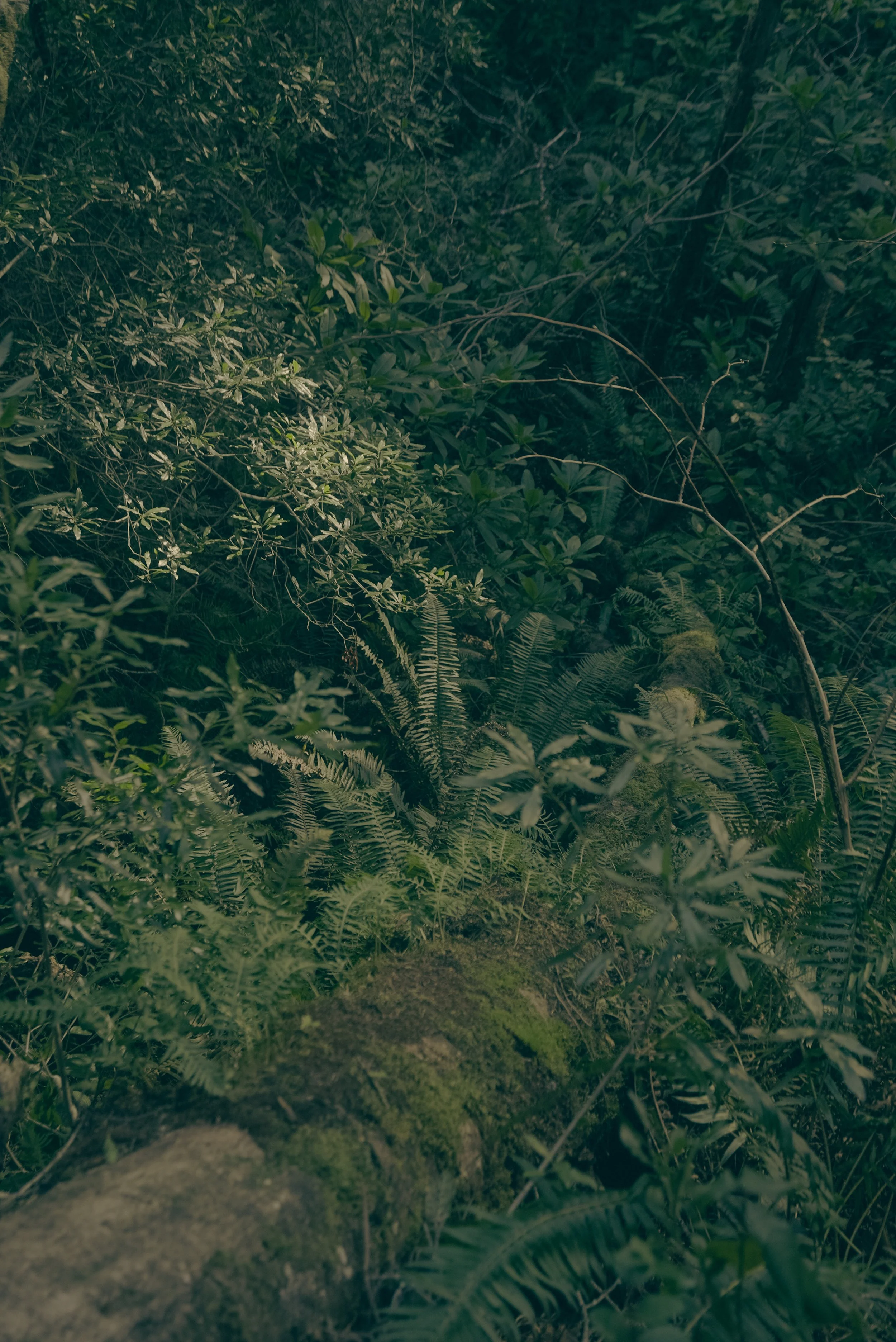 Dense forest with moss-covered fallen log and various green plants and ferns