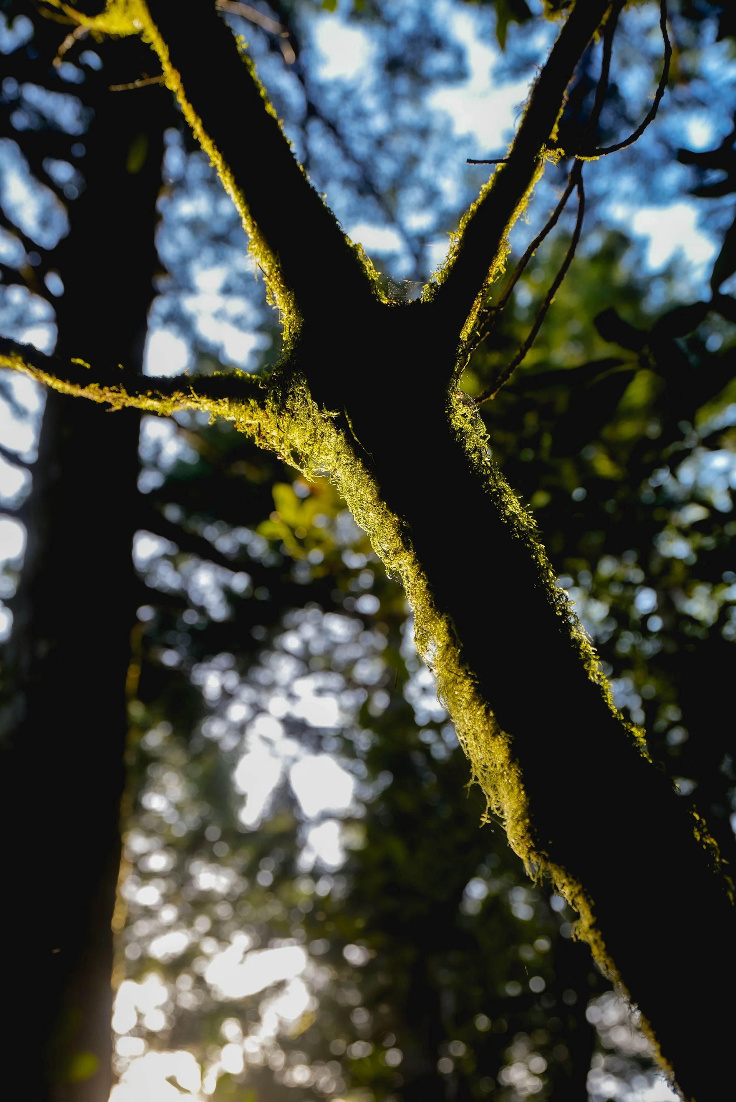 Close-up of a tree branch covered in green moss with sunlight filtering through the forest in the background.