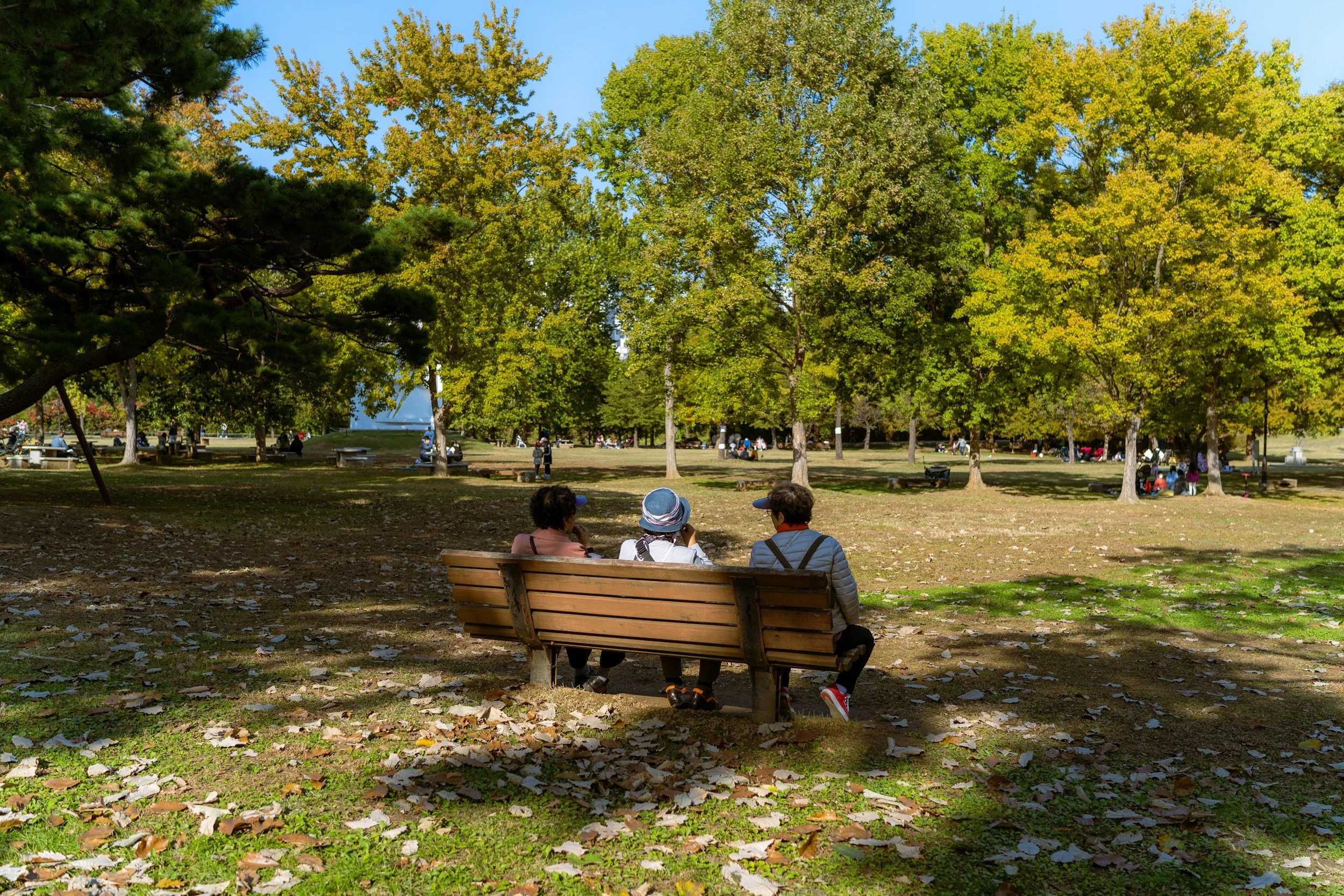 Three people sitting on a park bench under trees with fall leaves on the ground during daytime.