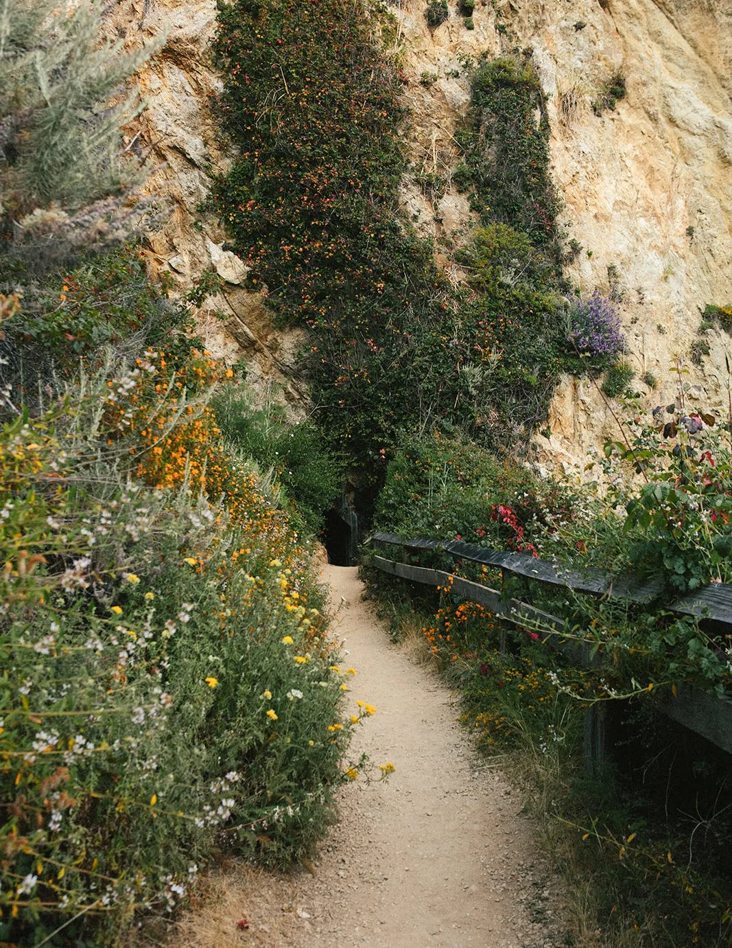 DianaRotheryWeddings_Henry Miller Library Big Sur Wedding-7.jpg