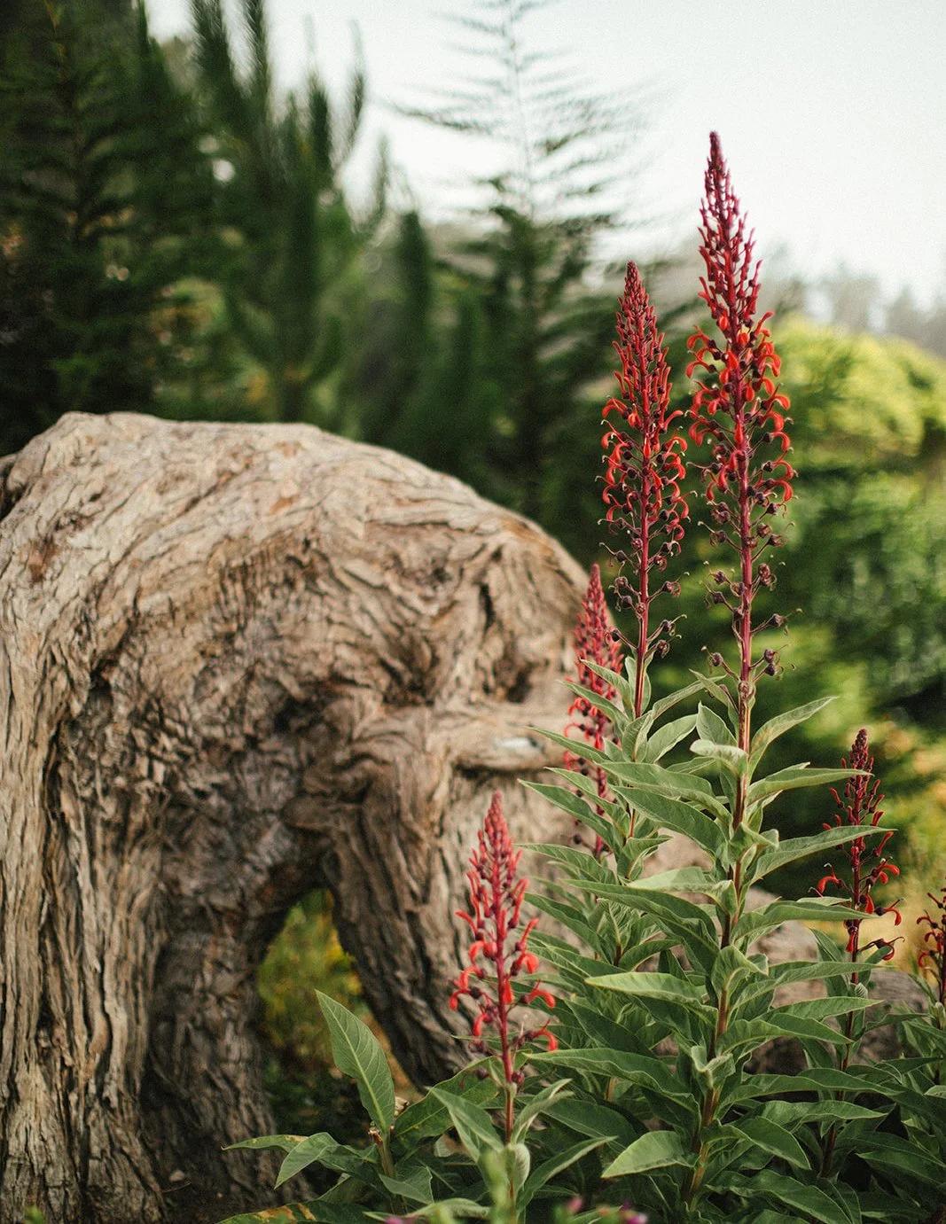 DianaRotheryWeddings_Switzer Farm Wedding-52.jpg