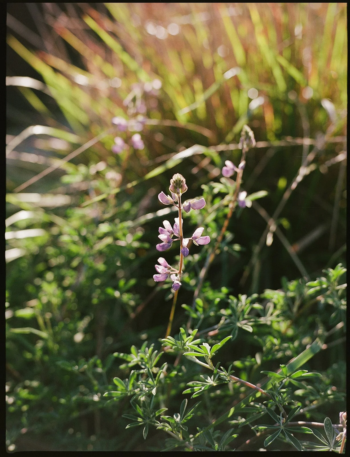 DianaRotheryWeddings_Sea Ranch Wedding-6.jpg