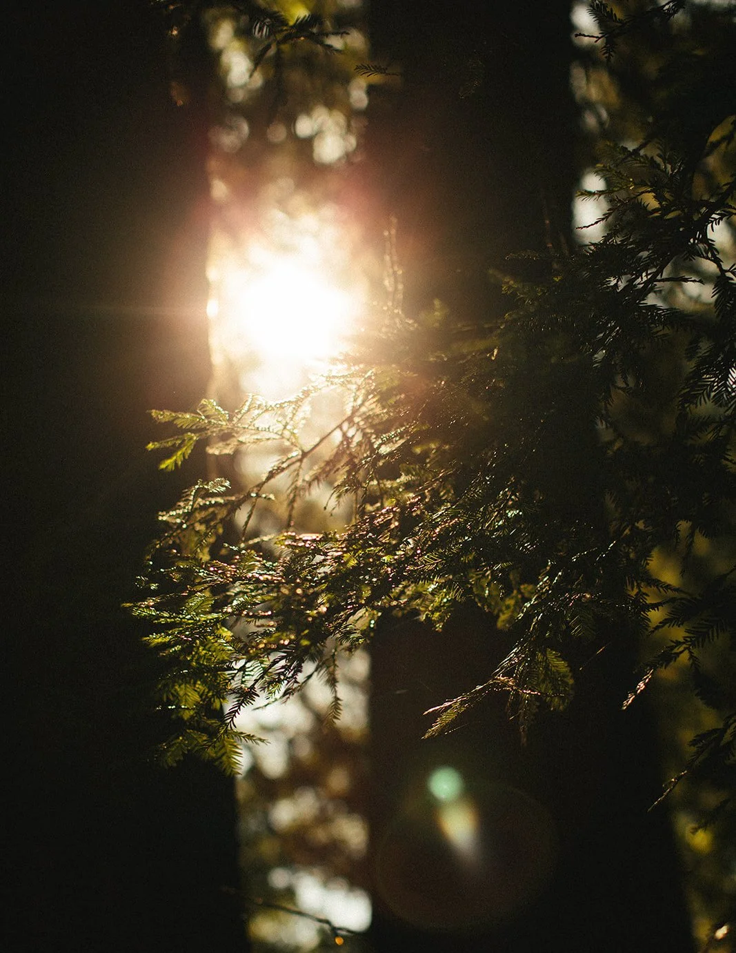 DianaRotheryWeddings_Henry Miller Library Big Sur Wedding-32.jpg